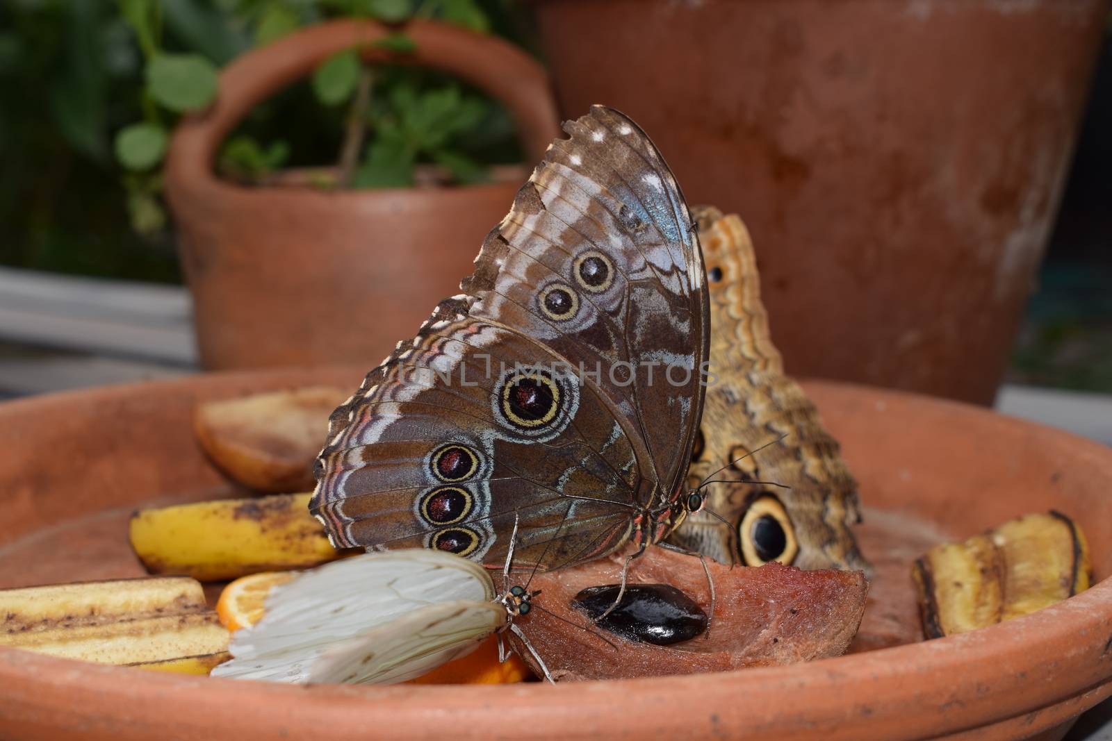 Colorful butterfly with beautiful colours in the Butterfly Farm in Palm Beach Aruba on the famous caribbean island