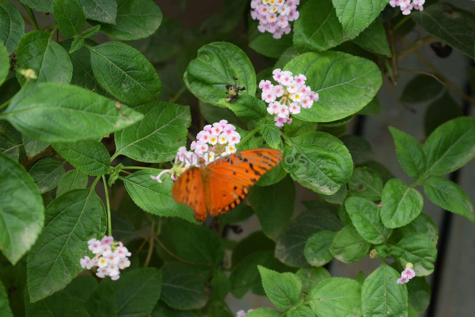 Colorful butterfly with beautiful colours in the Butterfly Farm in Palm Beach Aruba on the famous caribbean island