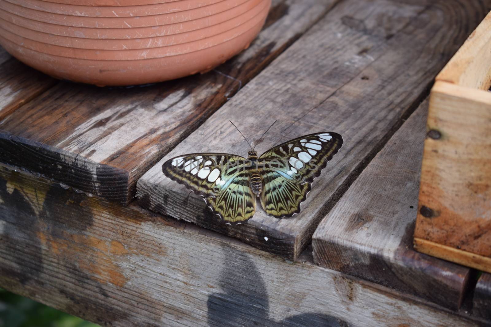 Colorful butterfly with beautiful colours in the Butterfly Farm in Palm Beach Aruba on the caribbean island by matteobartolini