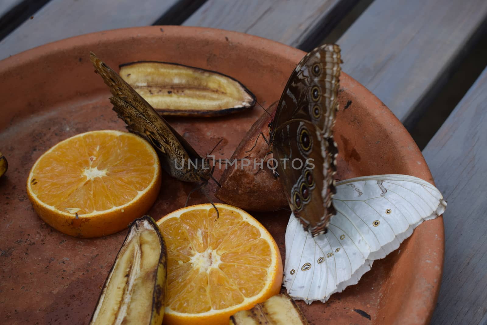 Colorful butterfly with beautiful colours in the Butterfly Farm in Palm Beach Aruba on the famous caribbean island