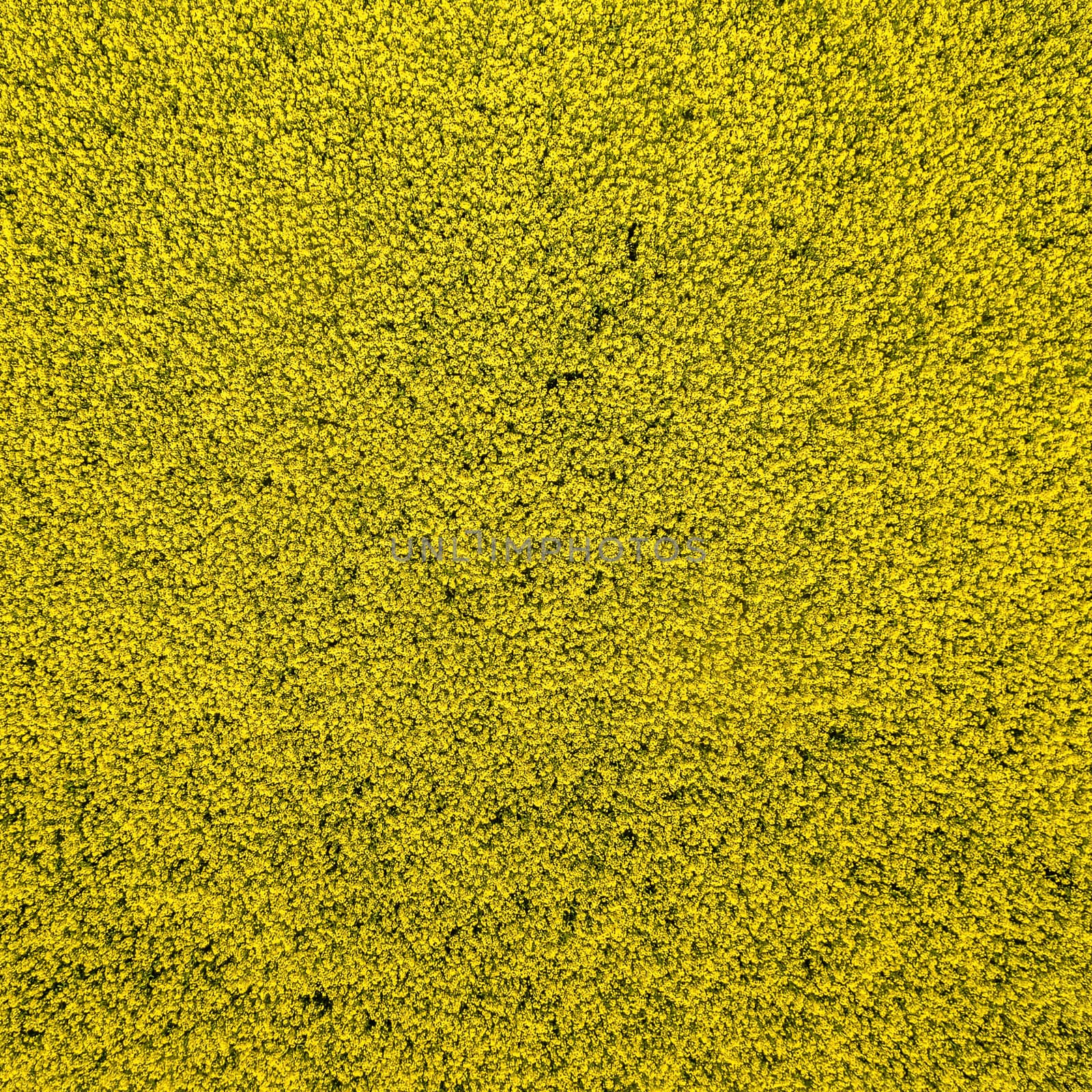 Abstract Background from an aerial photo of a yellow blooming ca by geogif