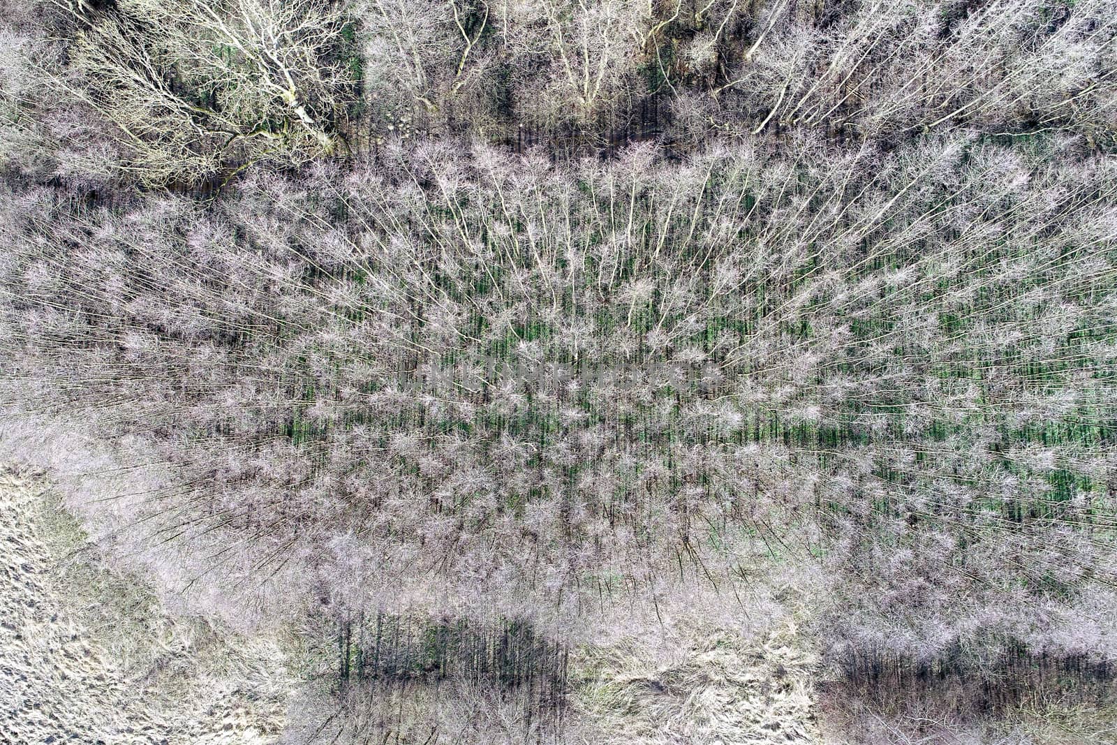 Abstract vertical aerial view of a forest with trees without leaves, made with drone