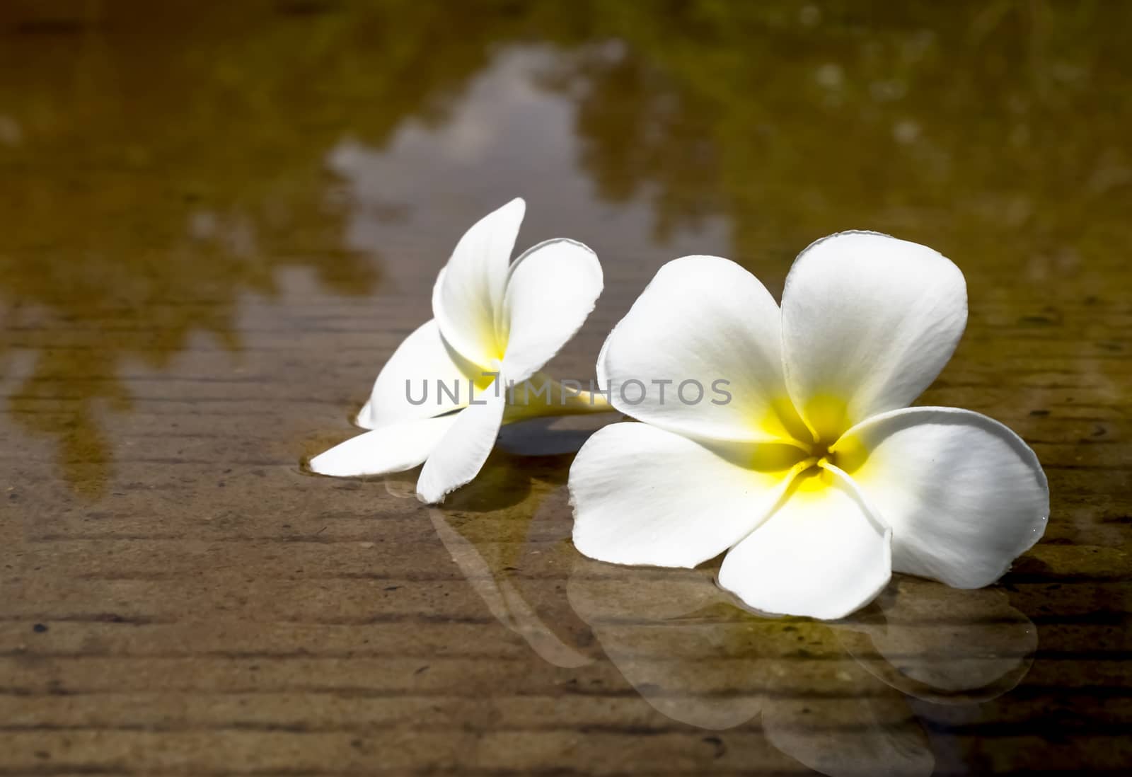 Two flowers placed on the water. Of cement floor