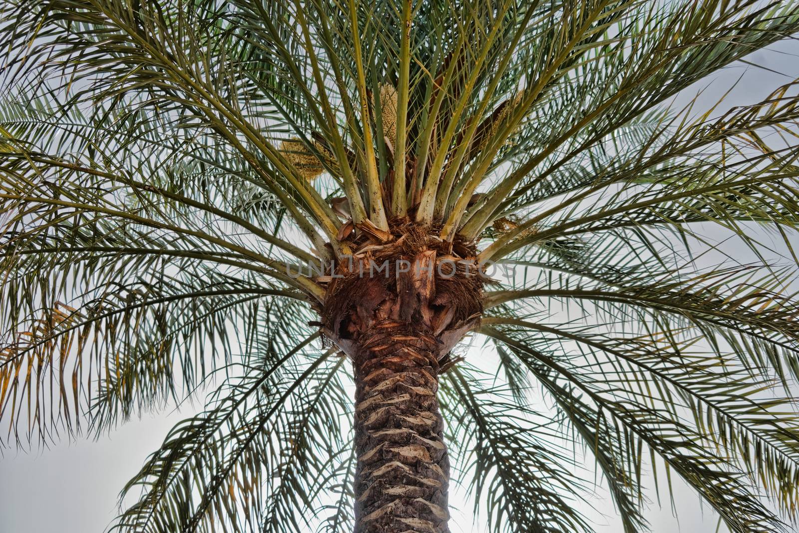 Large palm tree in the back light, photographed on the beach of Aqaba, Jordan, midle east