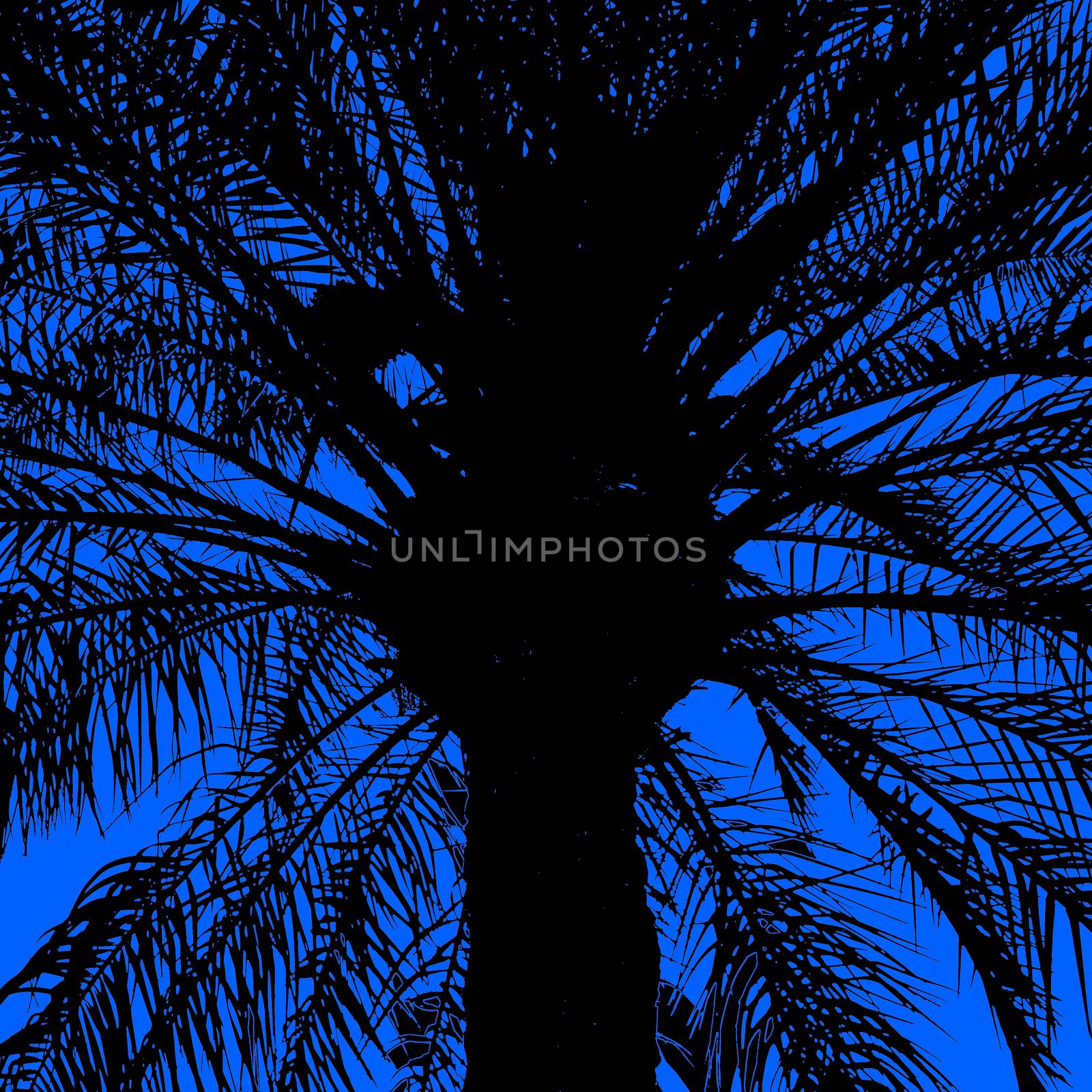 Abstract black silhouette of a large palm tree in the back light, with dark blue background, photographed on the beach of Aqaba, Jordan, middle east
