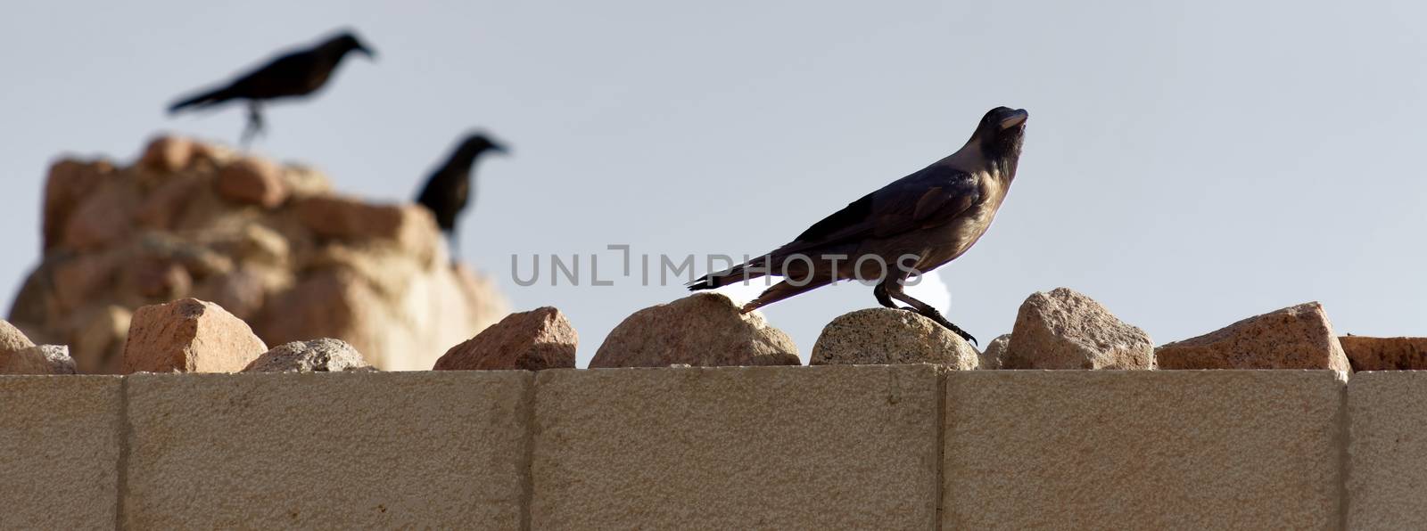 Black ravens and crows on the wall of the fortress of Aqaba, Jordan, middle east