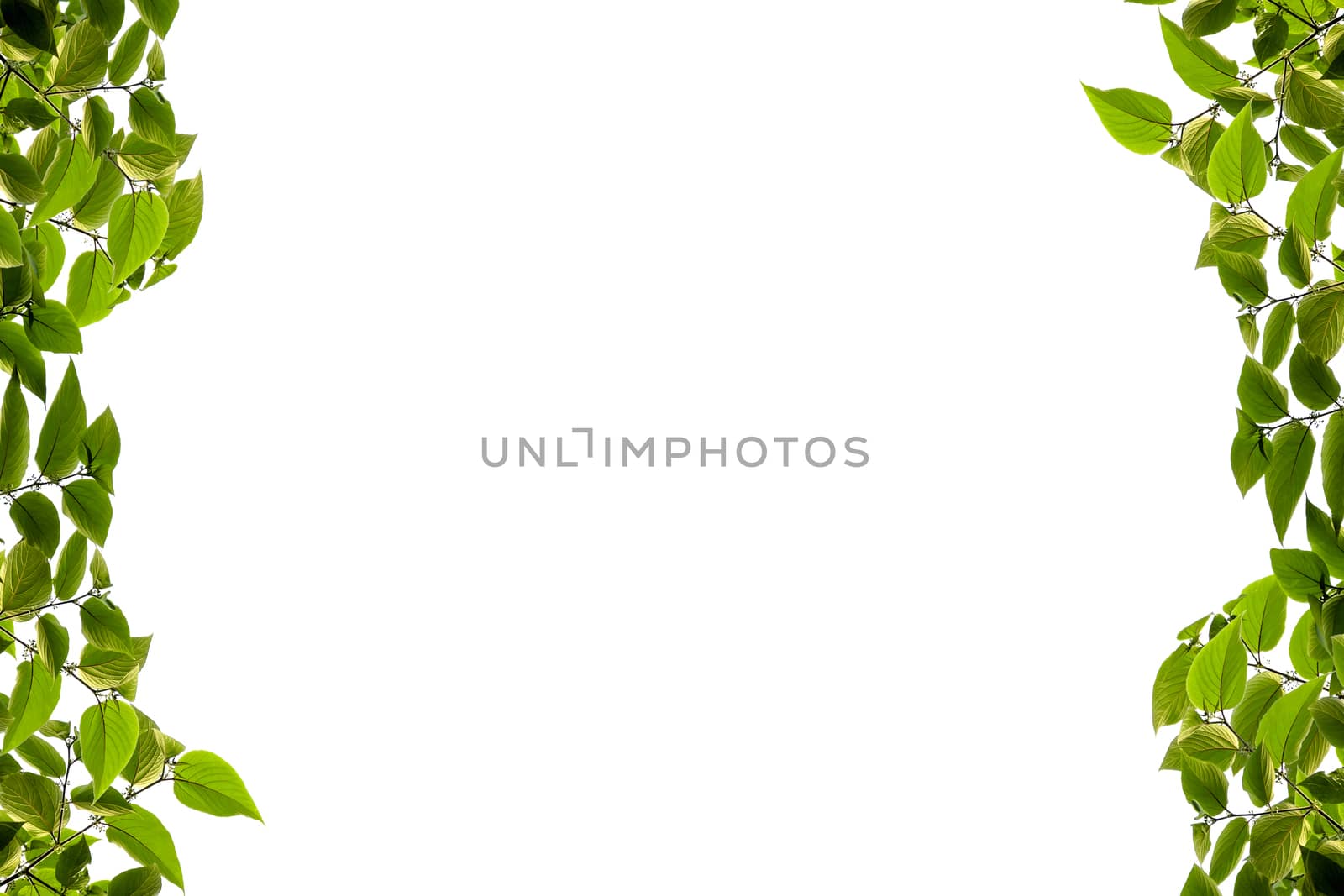 Green leaf isolated on white background,With clipping path