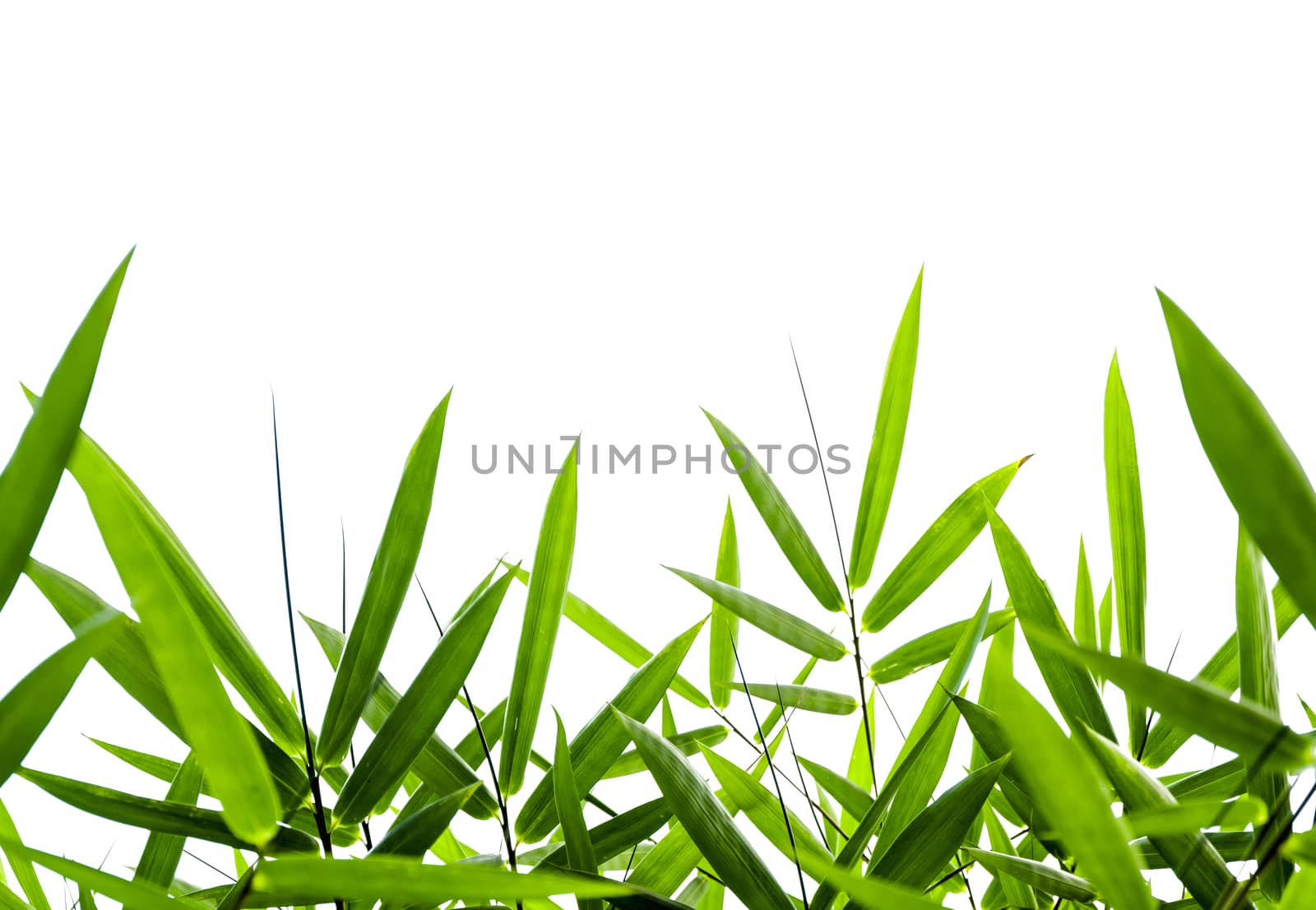 Bamboo leaves Isolated on a white background,With clipping path