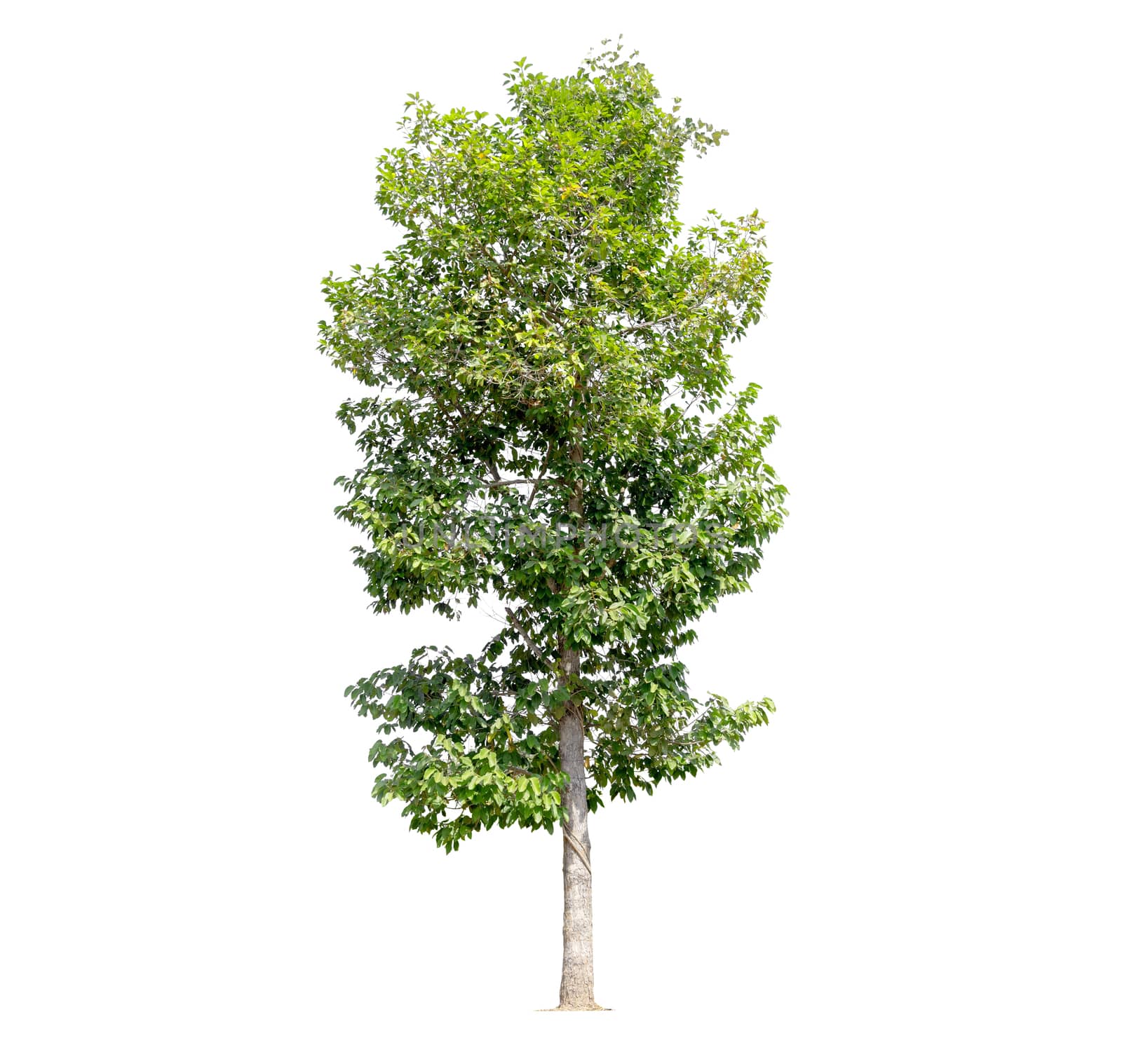Tree isolated on a white background, tropical trees isolated used for design, with clipping path