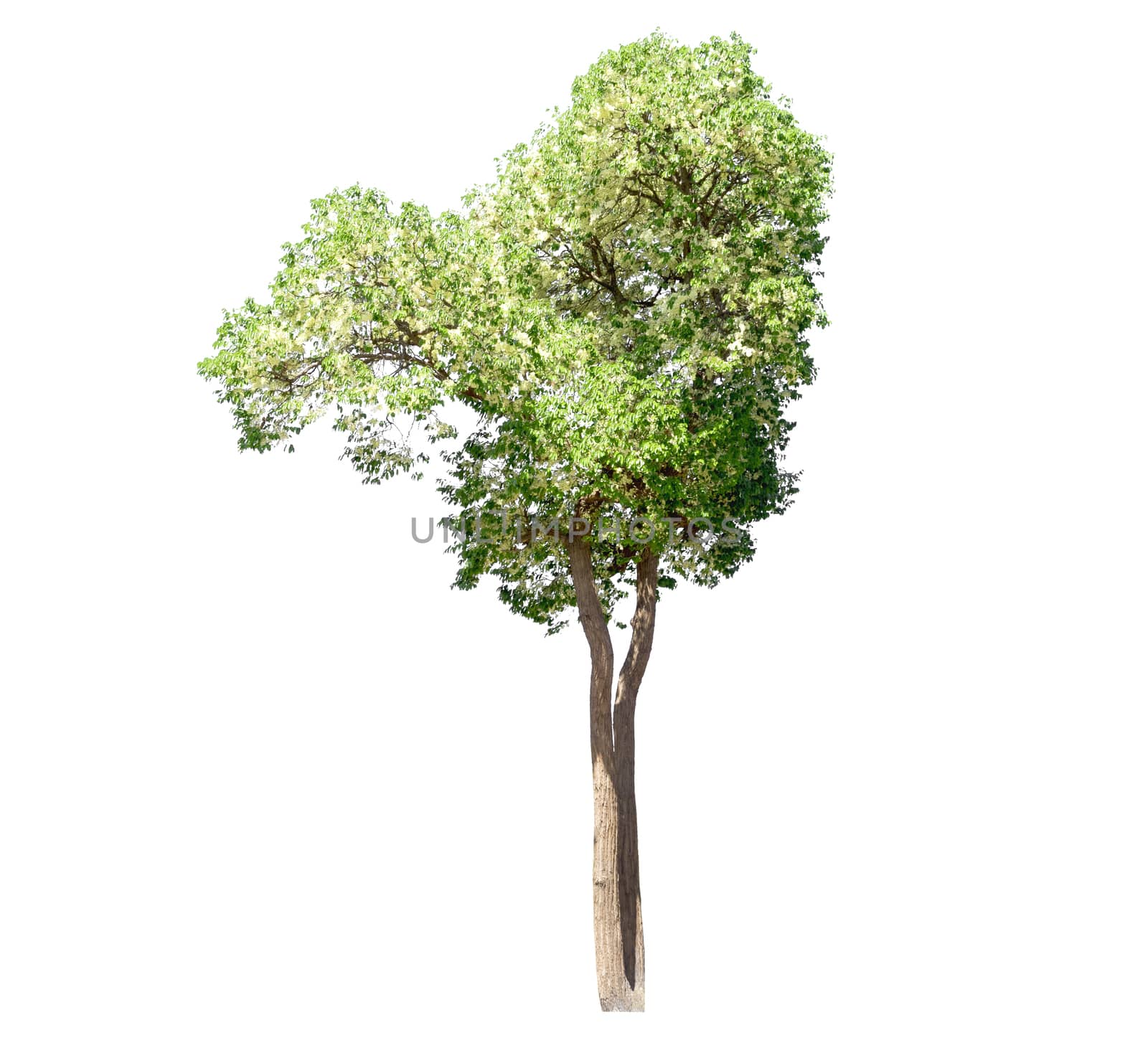 Tree isolated on a white background, tropical trees isolated used for design, with clipping path