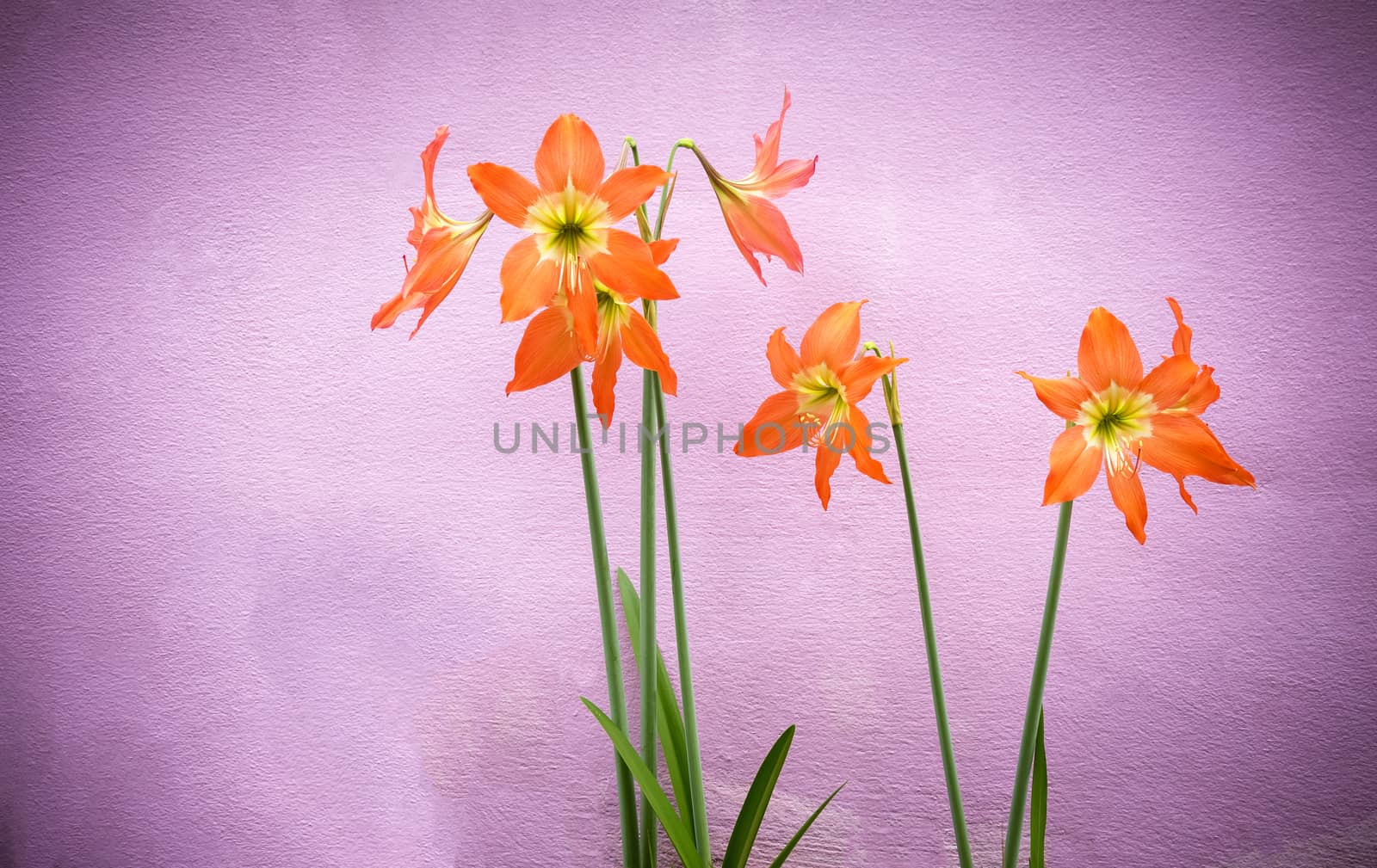 Bright orange flowers and green hues. And with a pink background.