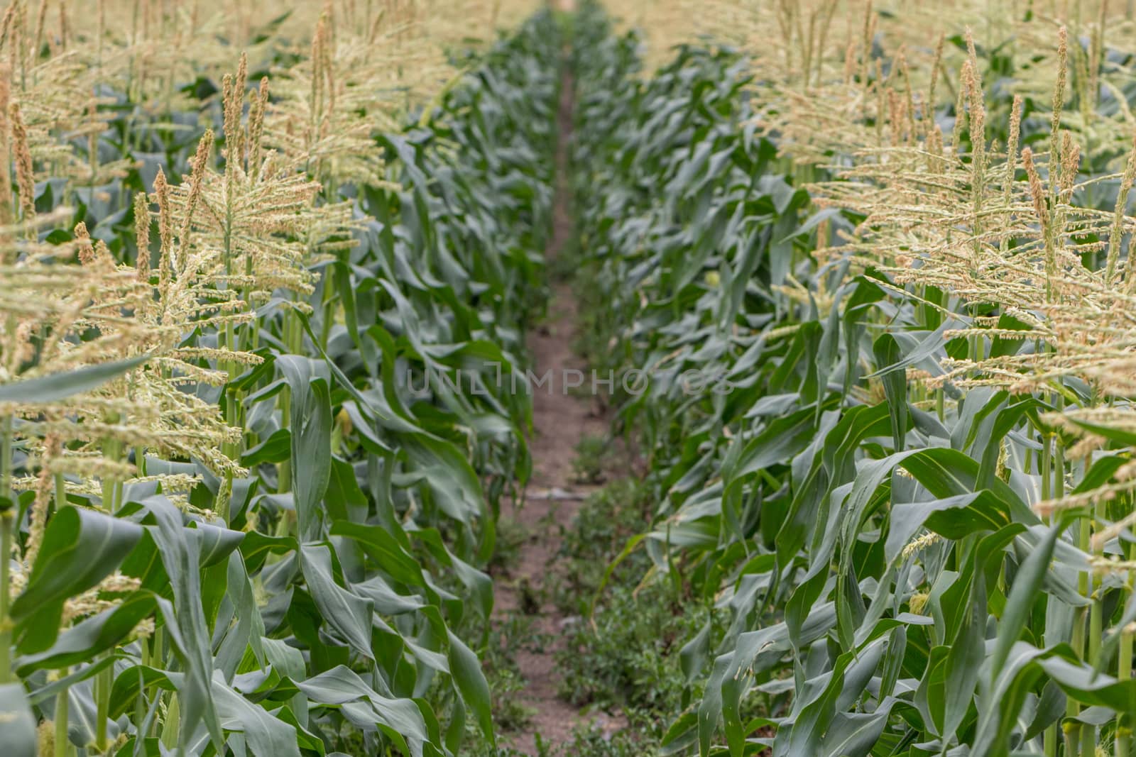 Rows of corn plants growing on a farm in Surrey, England