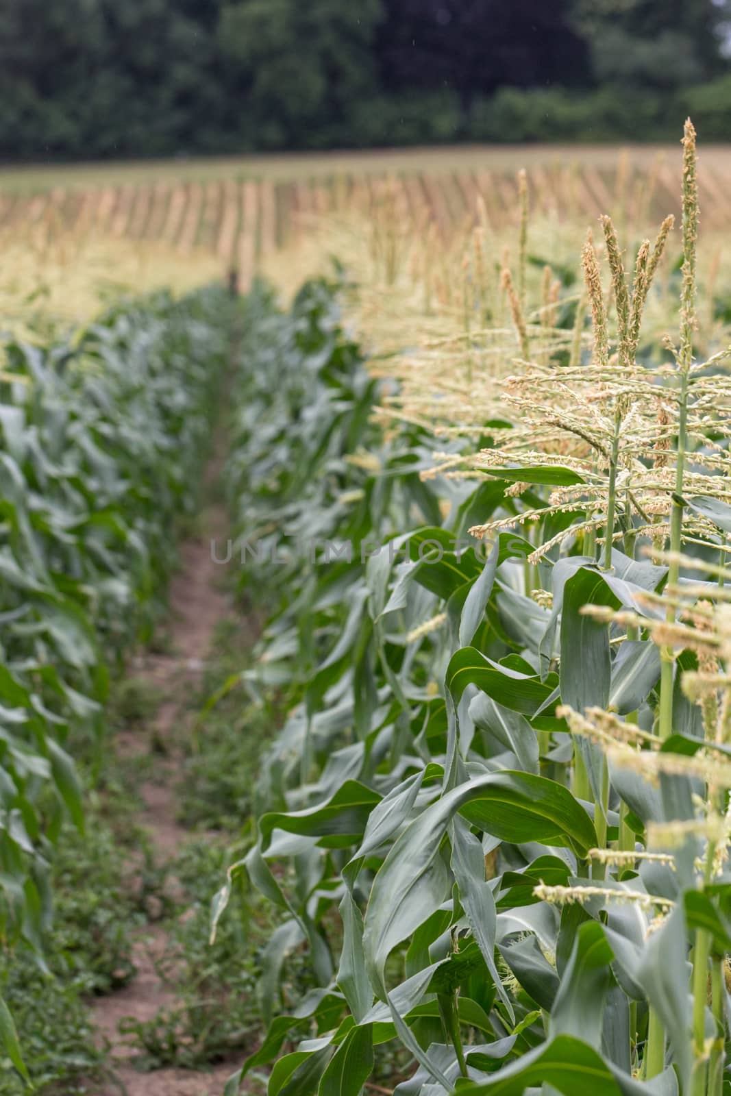 Rows of corn plants growing on a farm in Surrey, England