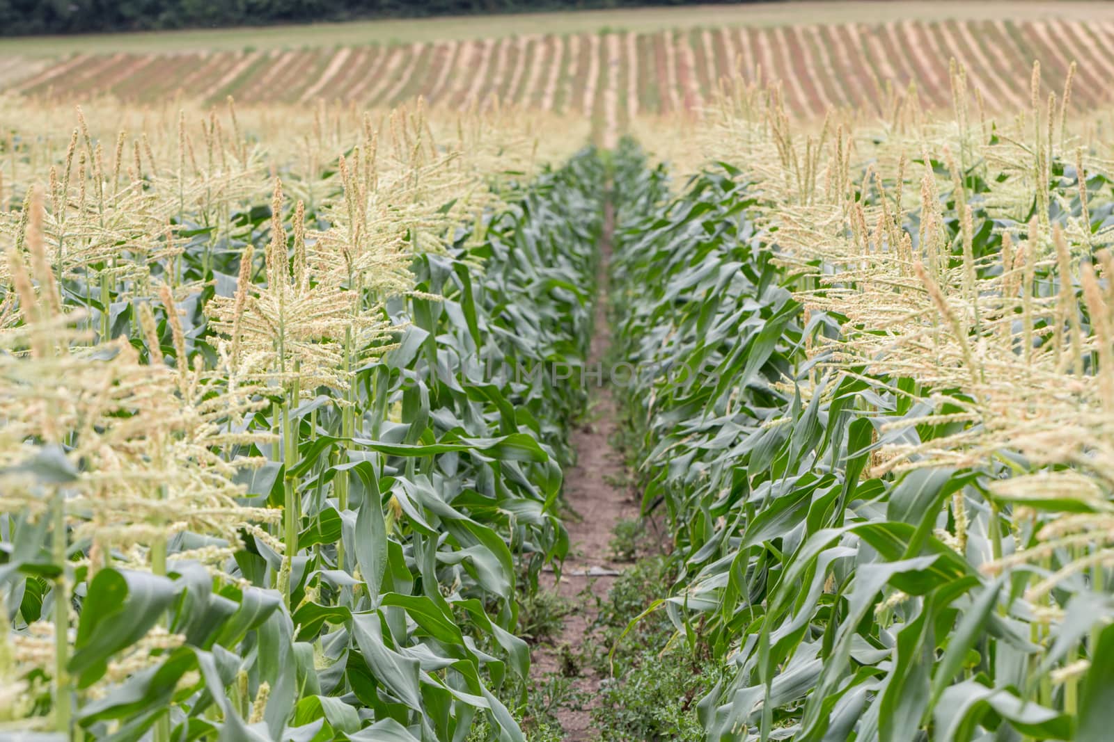 Rows of corn plants growing on a farm in Surrey, England