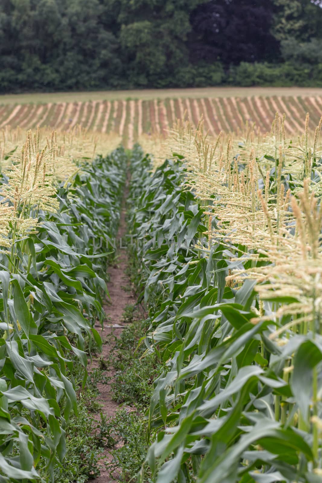 Rows of corn plants growing on a farm in Surrey, England