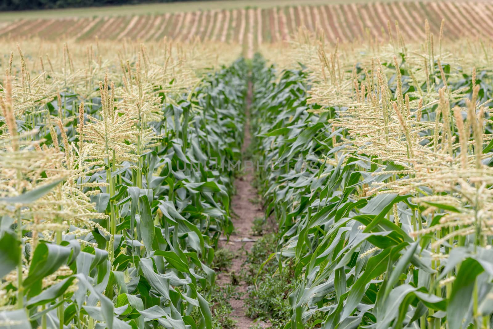 Rows of corn plants growing on a farm in Surrey, England