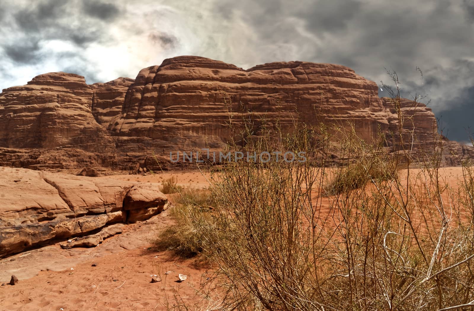 Plants fight for survival in the great dry desert in the Wadi Rum Nature Reserve by geogif