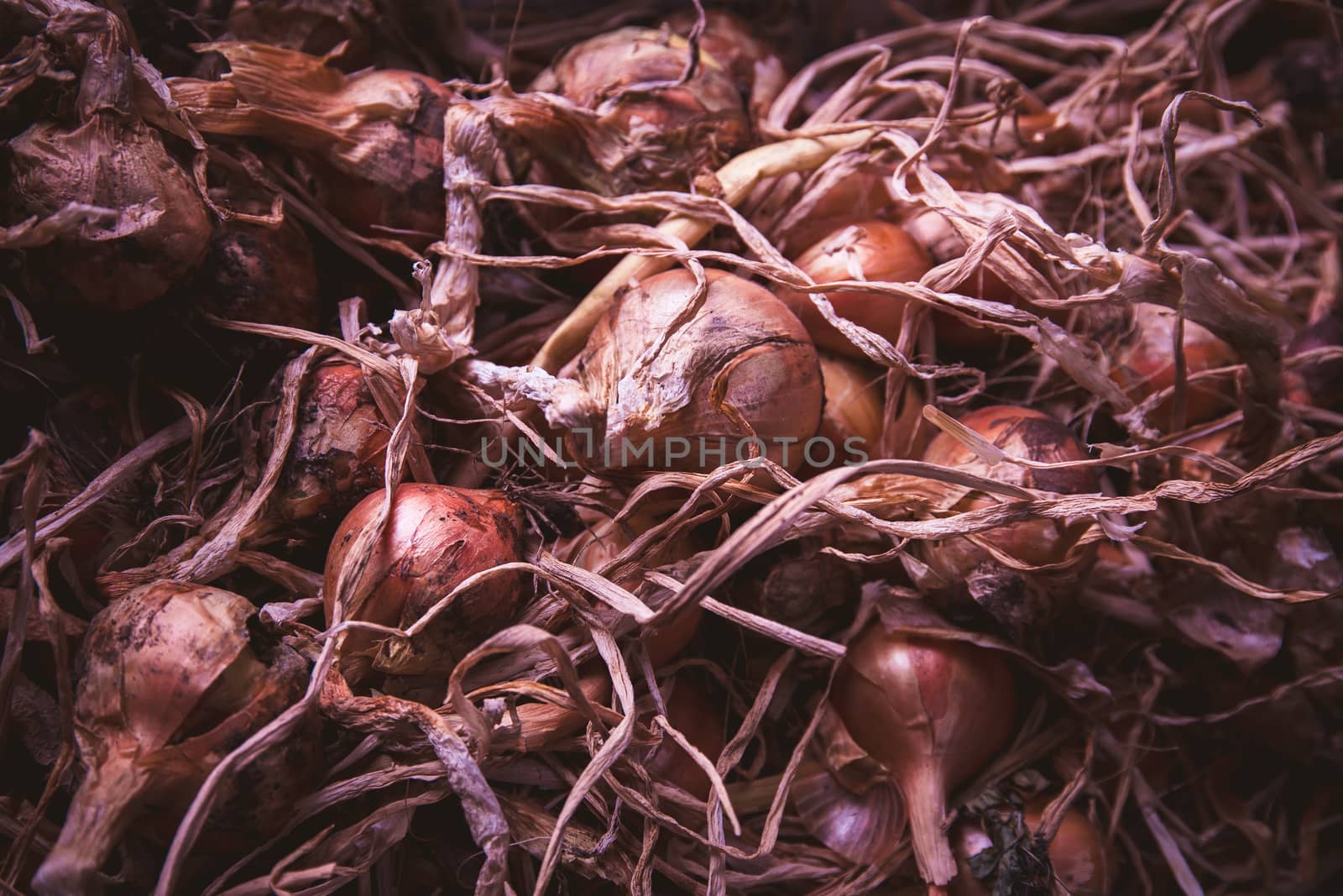 Onion (Allium) crop, harvested and drying