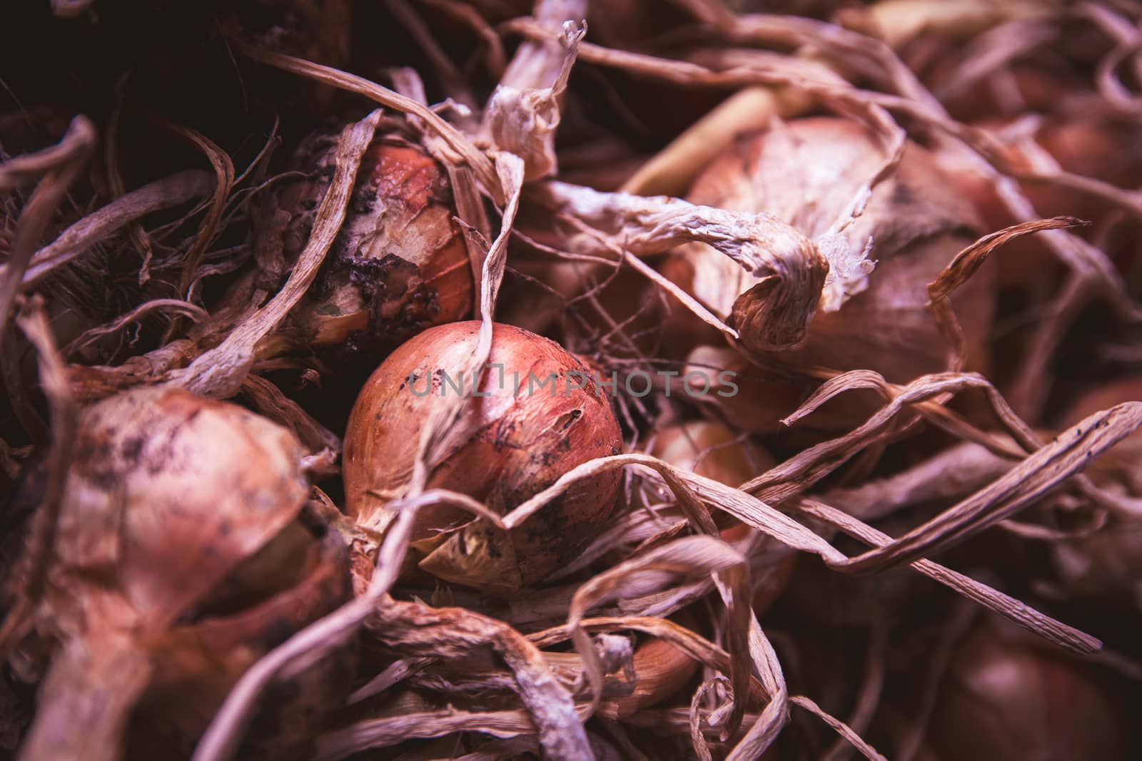 Onion (Allium) crop, harvested and drying