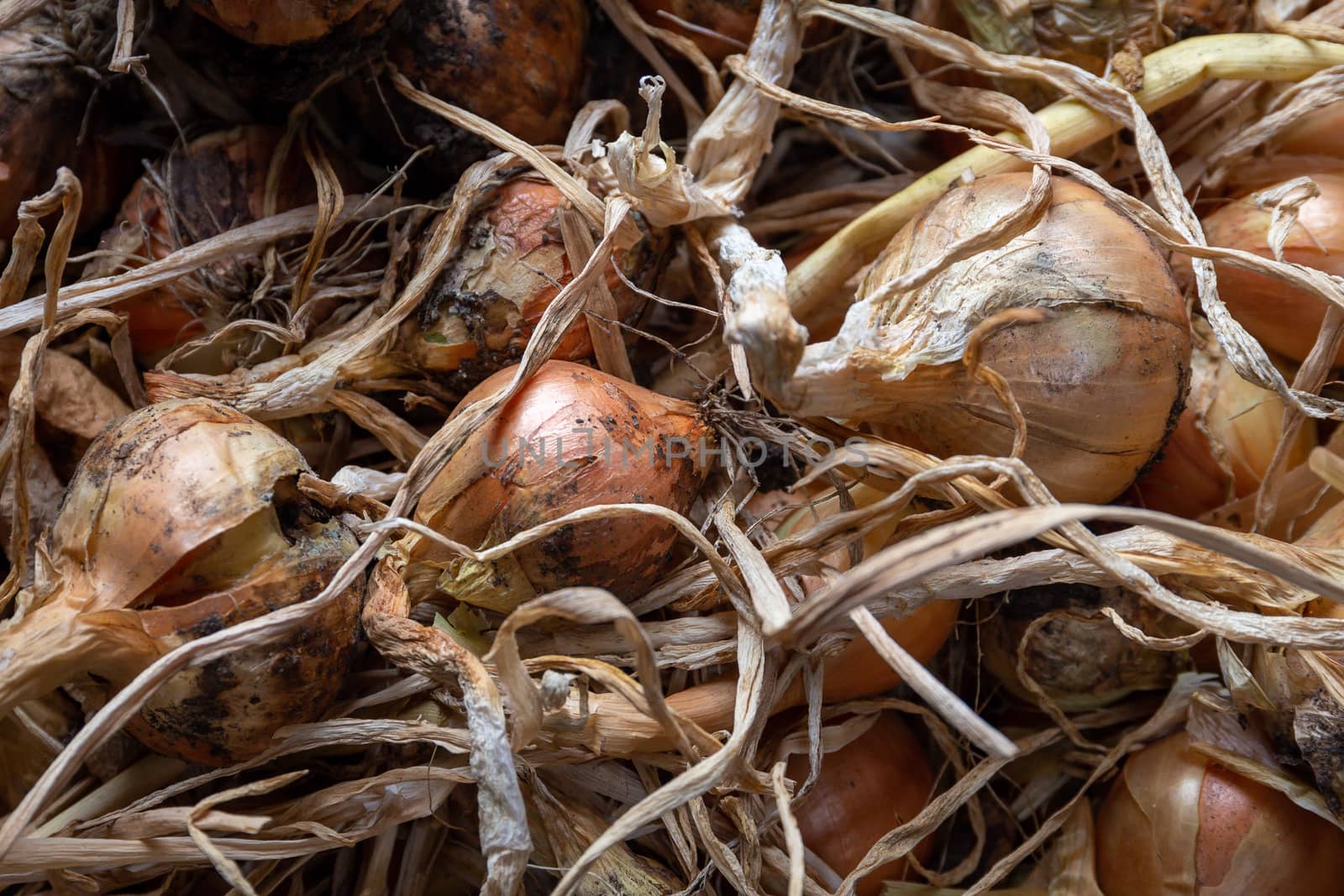 Onion (Allium) crop, harvested and drying