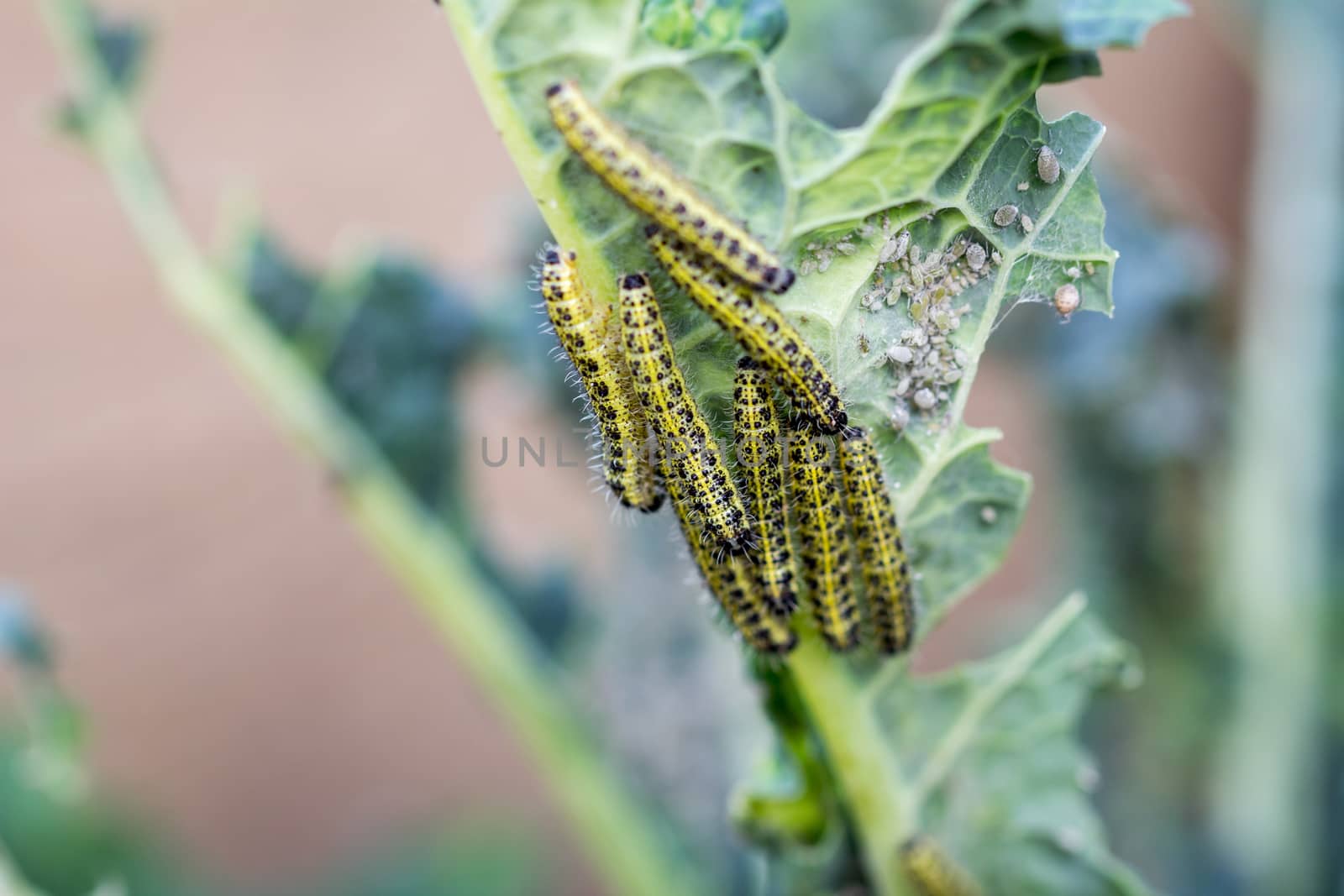 Cabbage White Butterfly Larvae by magicbones