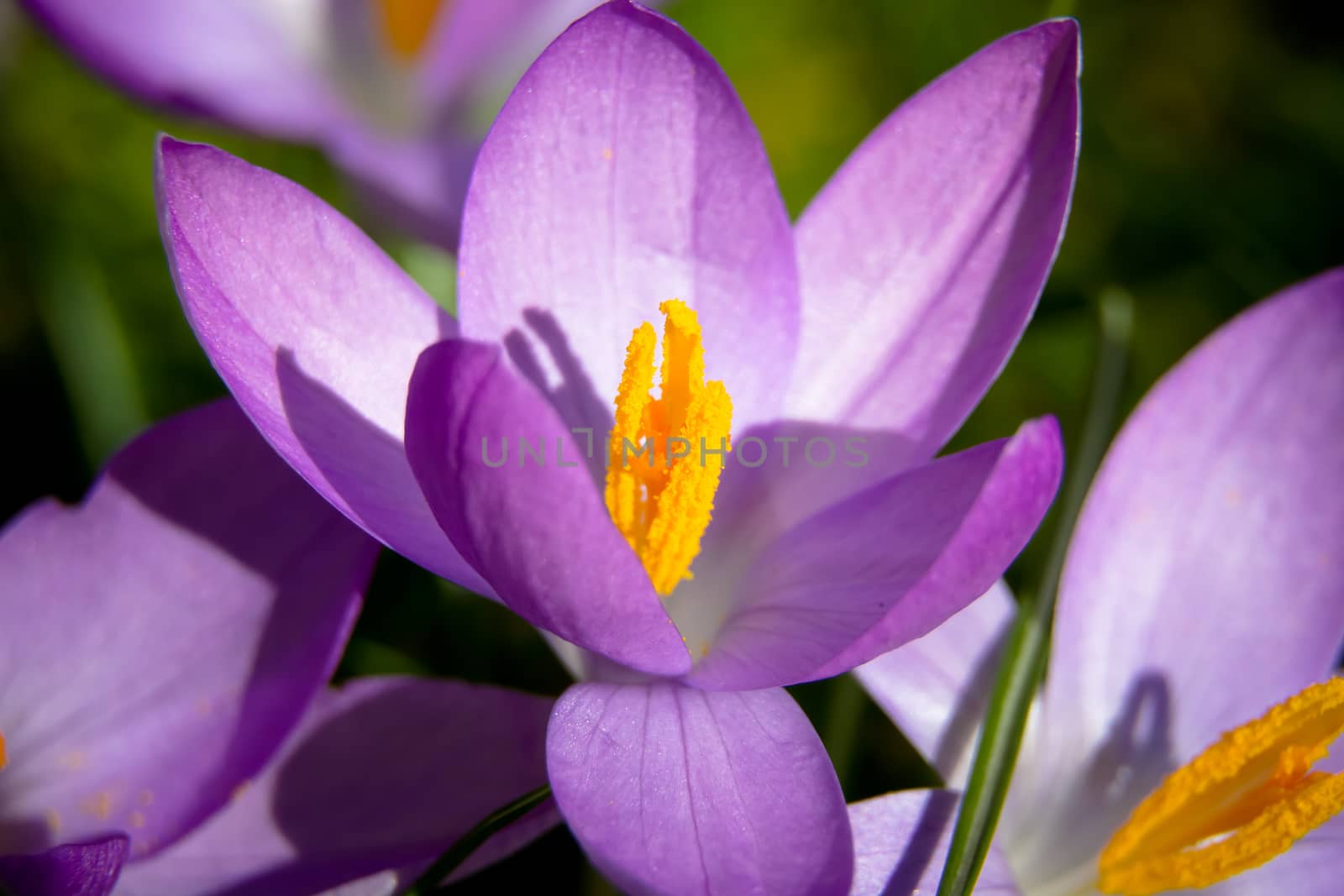 Close up of a purple spring Crocus flower