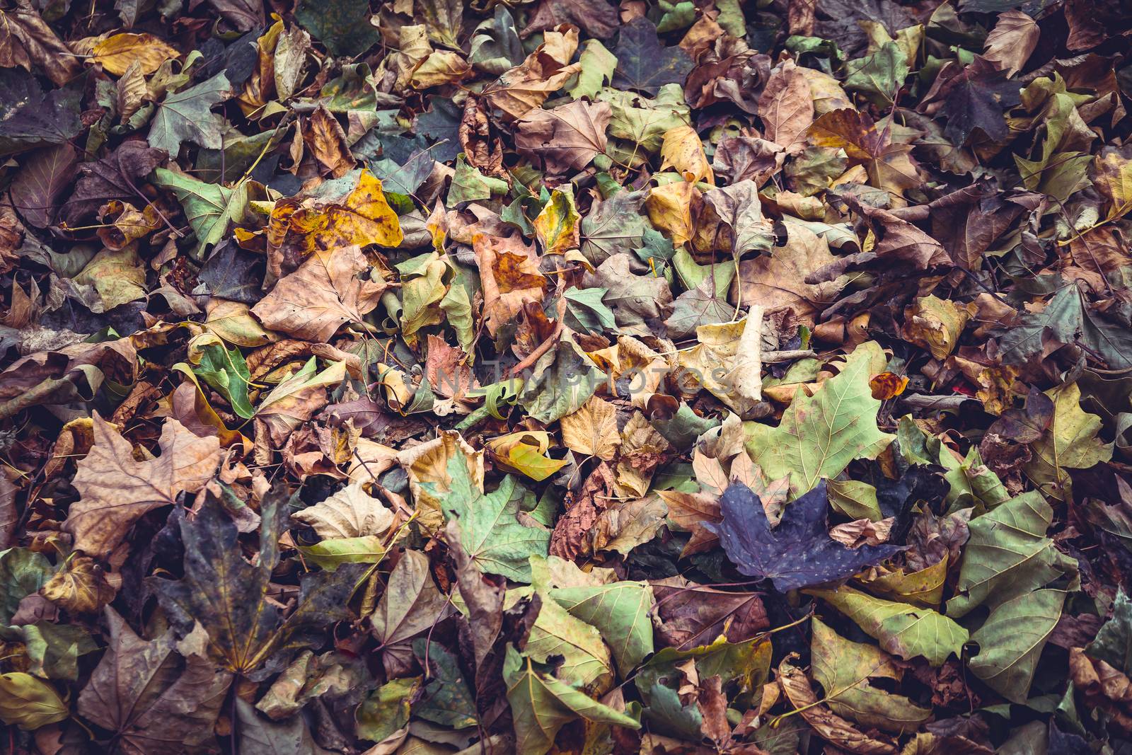 Carpet of autumn leaves by magicbones