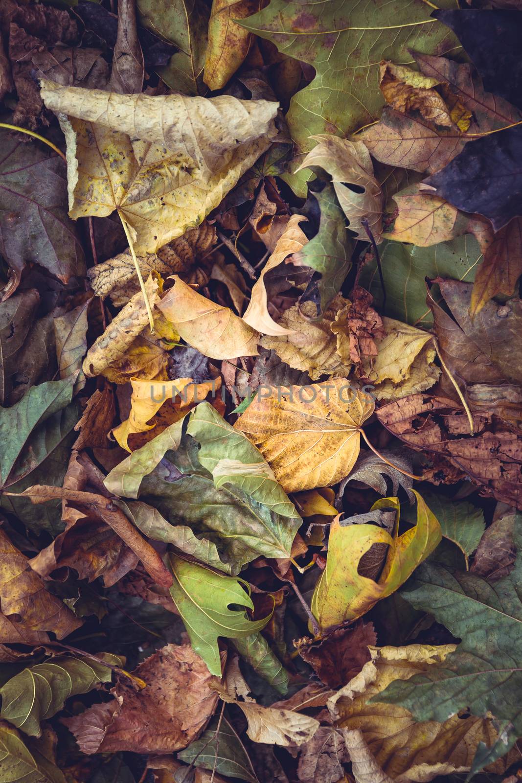 Carpet of autumn leaves