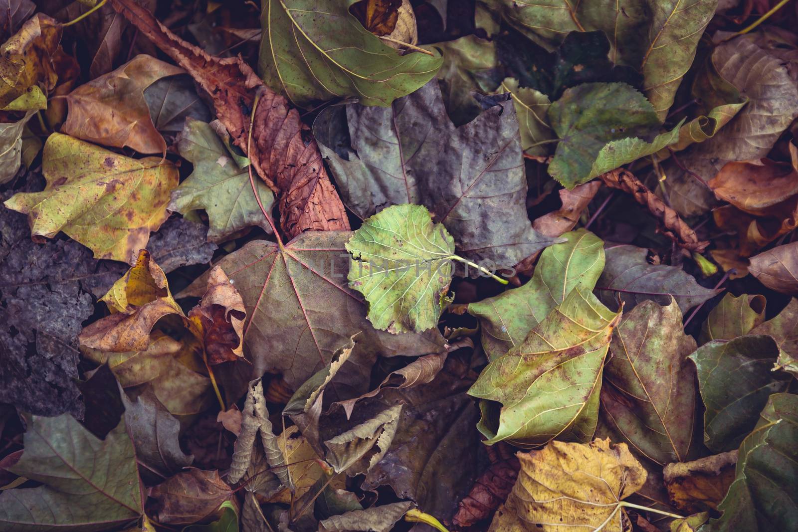 Carpet of autumn leaves