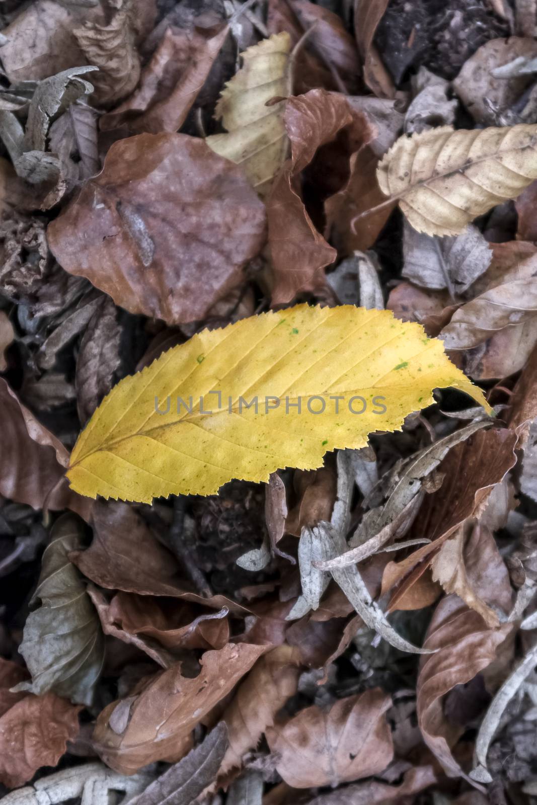 A carpet of fallen autumn leaves