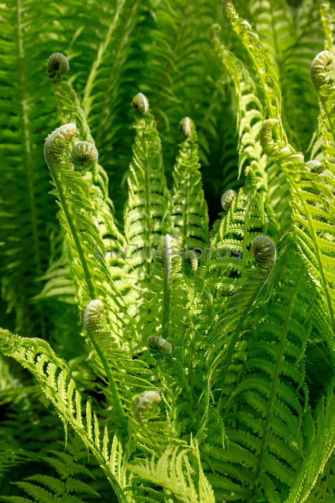 Close up of green ferns unfurling