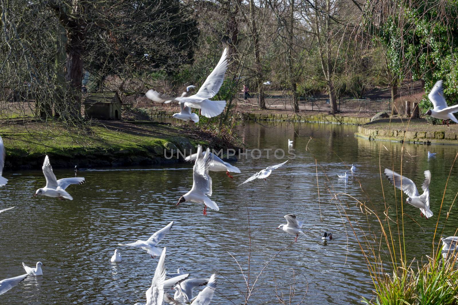 Seagulls flying above a pond in Crystal Palace park, London, England