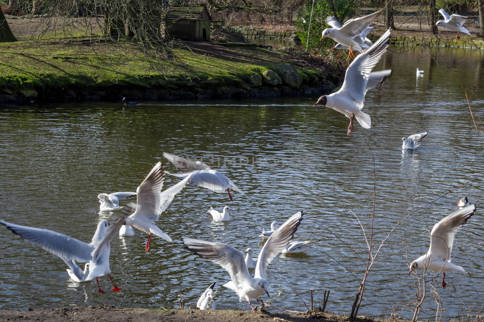 Seagulls flying above a pond in Crystal Palace park, London, England