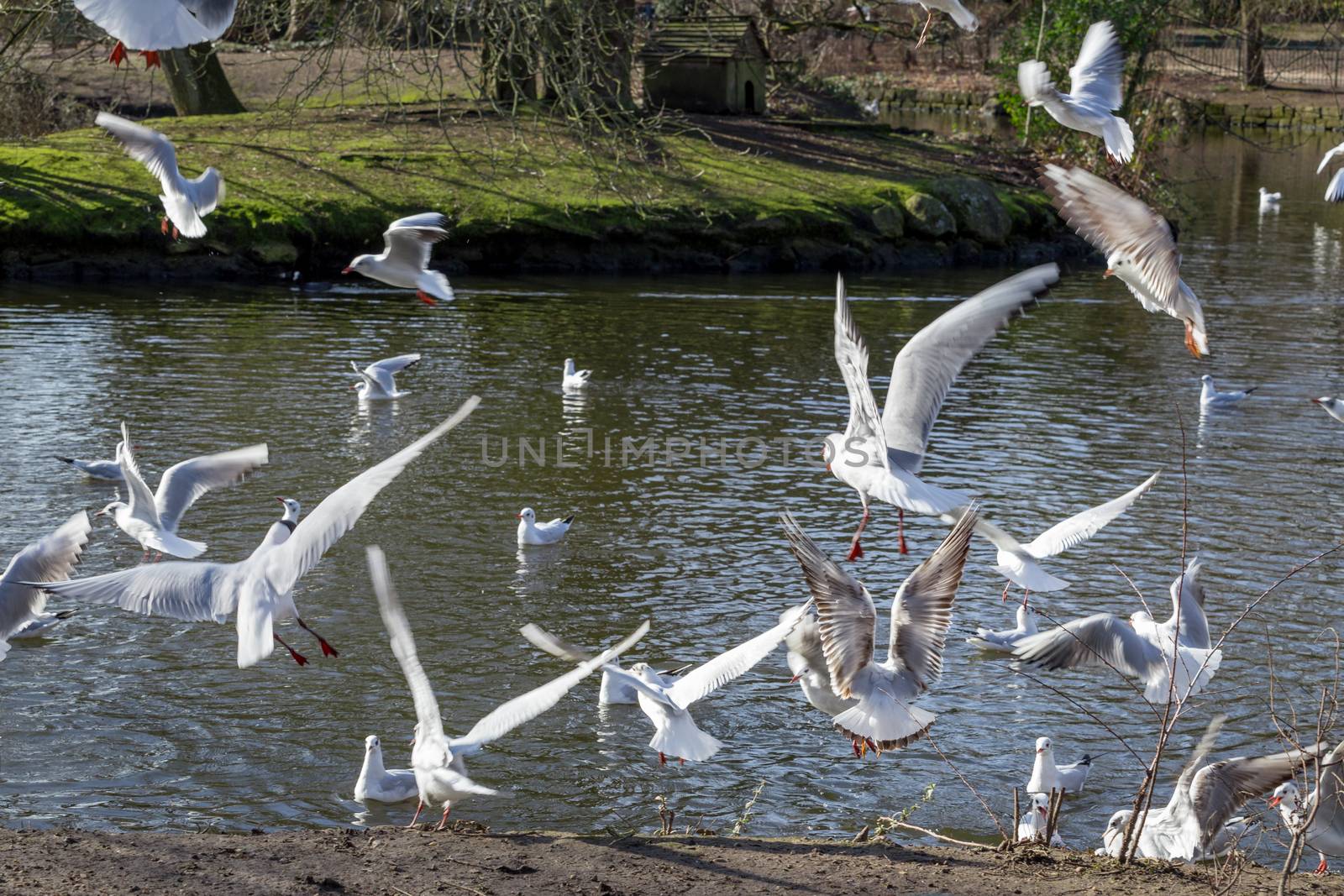 Seagulls flying above a pond in Crystal Palace park, London, England