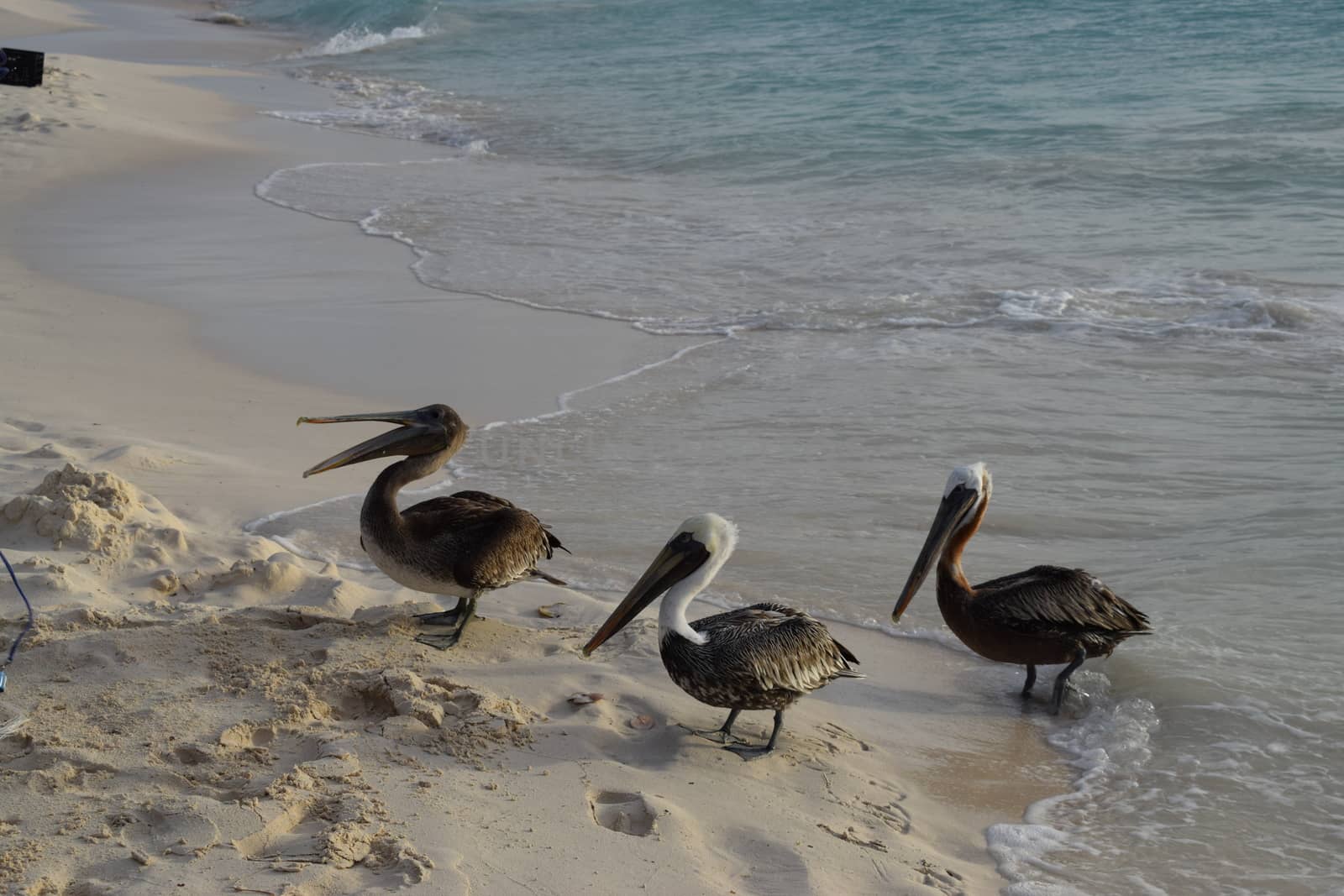 Seagulls are waiting on the beach to receive fishes from a fisherman - Aruba Island