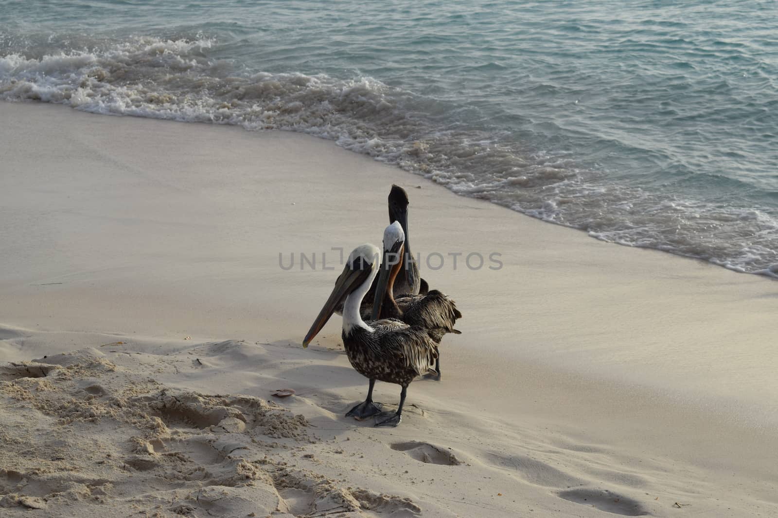 Seagulls are waiting on the beach to receive fishes from a fisherman - Aruba Island, carribean island by matteobartolini