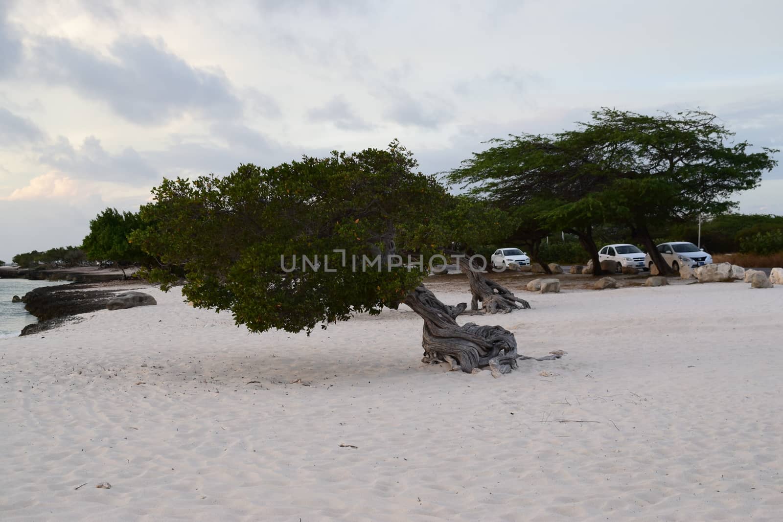 Divi trees on the beach of Aruba Island at sunset