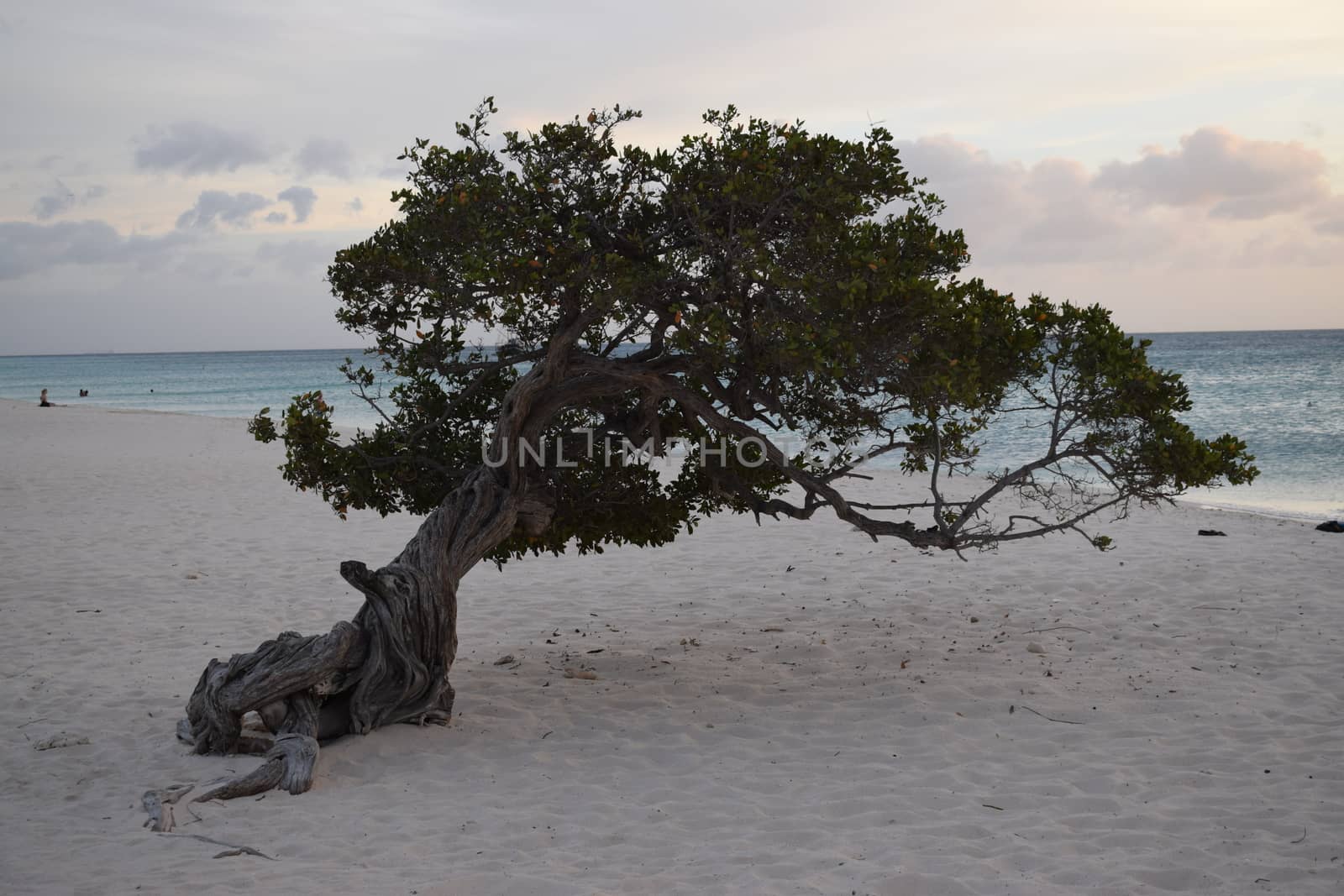 Divi trees on the beach of Aruba Island at sunset