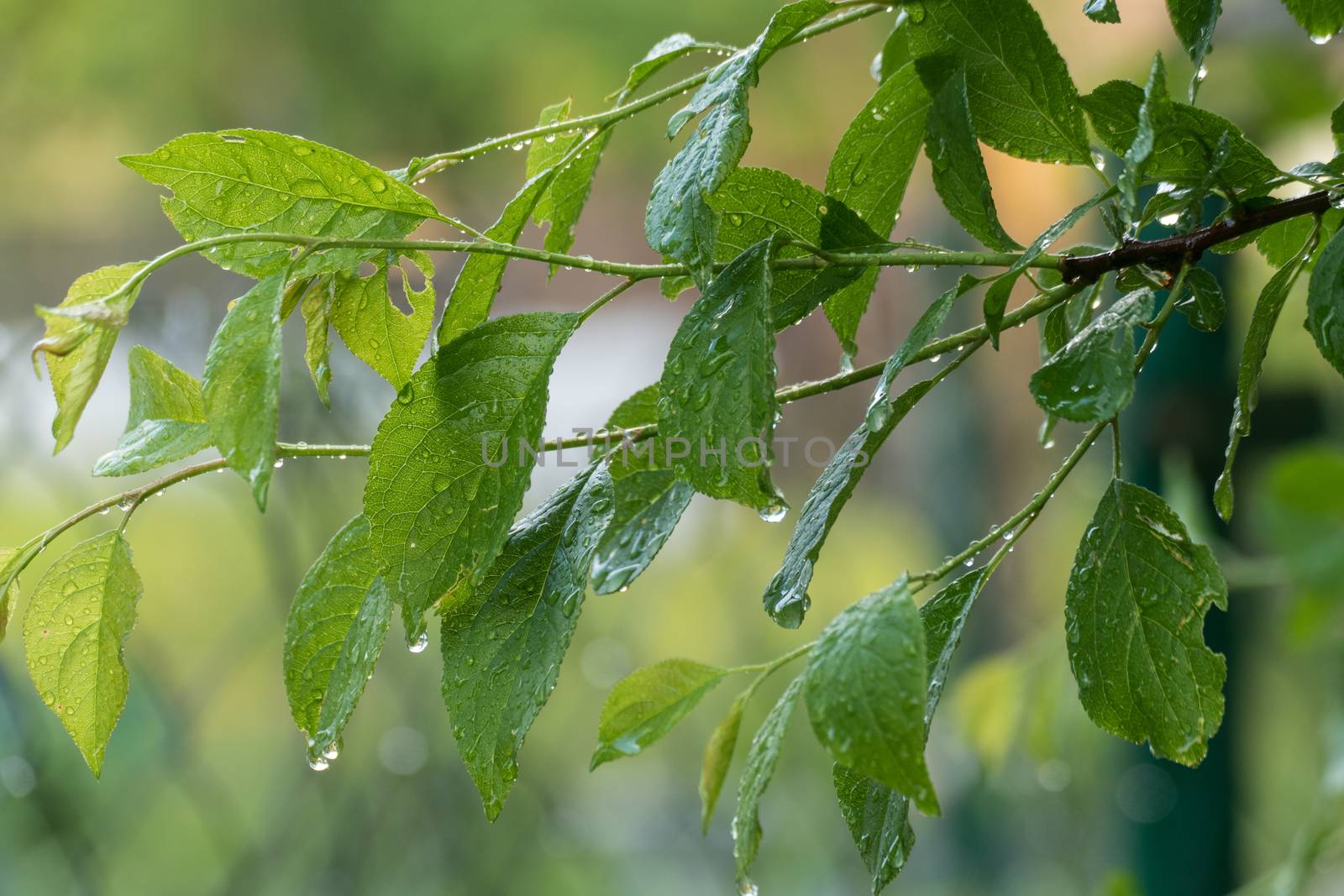 green plum leaves after rain in summer garden by L86