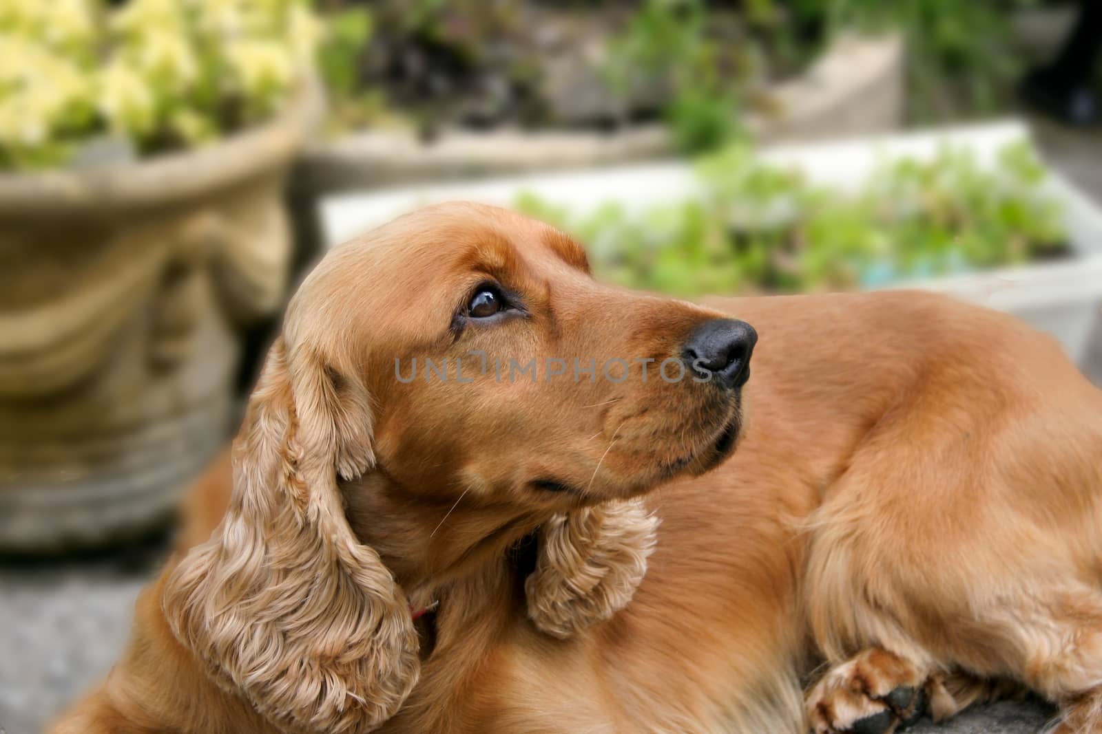 Cocker spaniel looking away with defocused background by magicbones