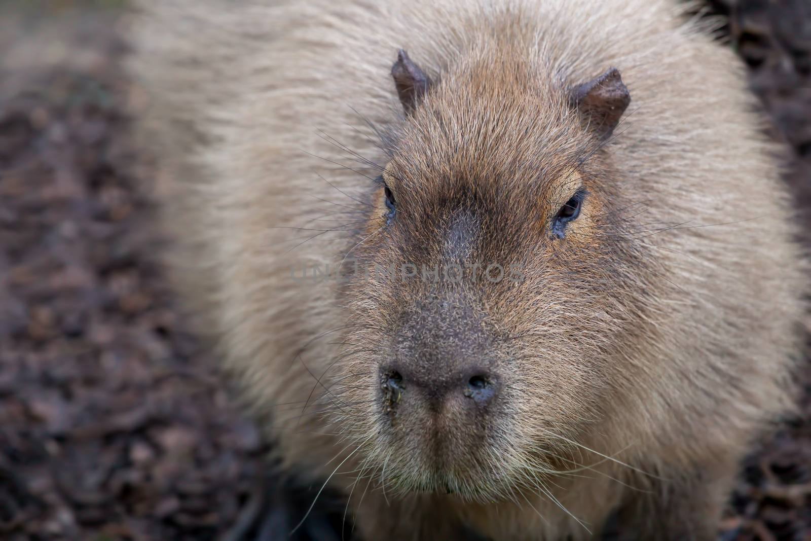 Adult Capybara (Hydrochoerus hydrochaeris) in a zoo