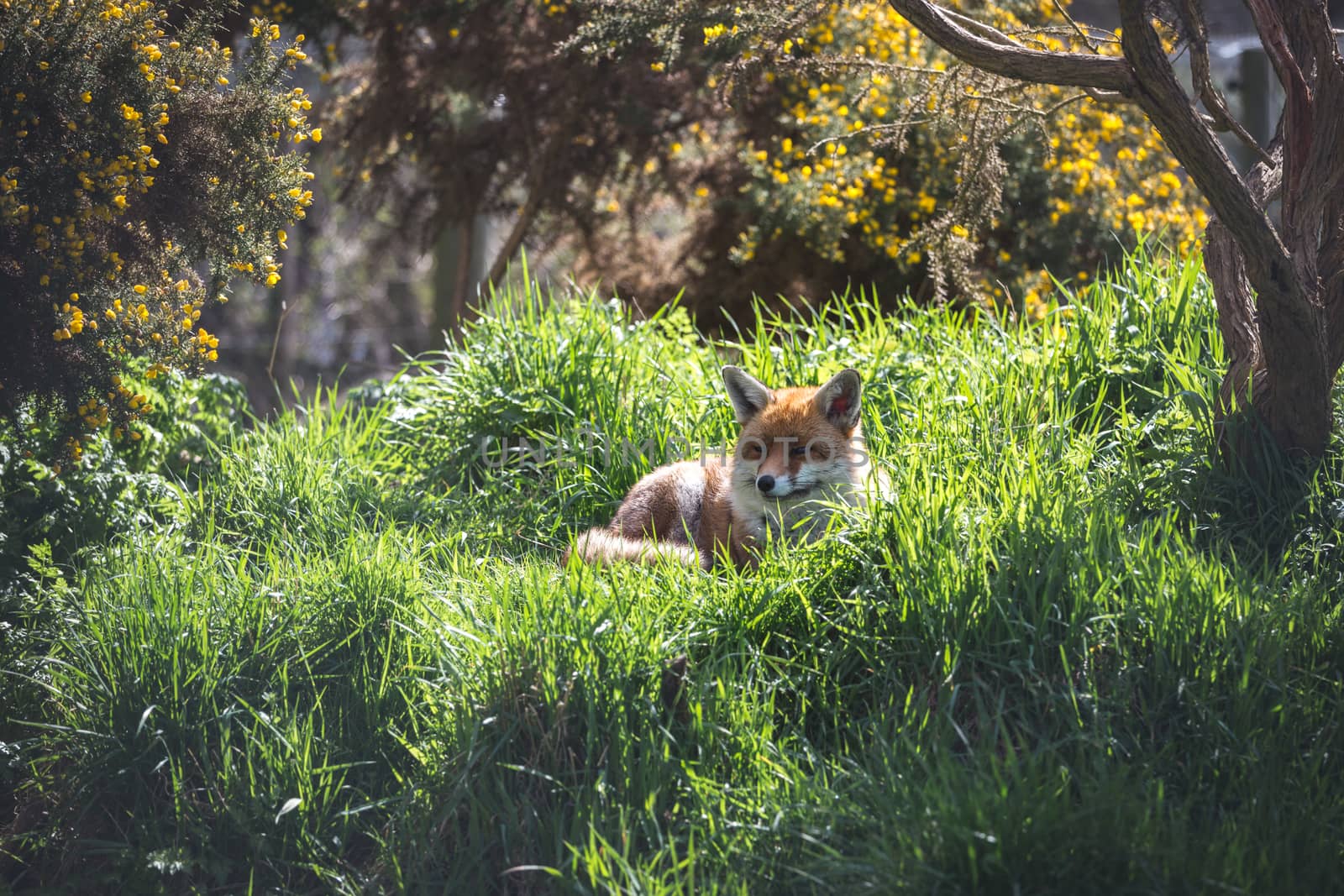 The Red Fox (Vulpes Vulpes) is the largest of the true foxes.