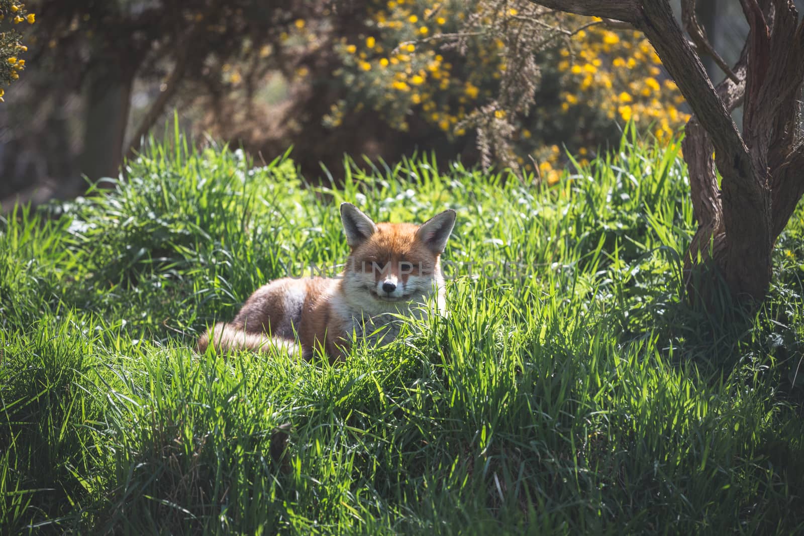 The Red Fox (Vulpes Vulpes) is the largest of the true foxes.