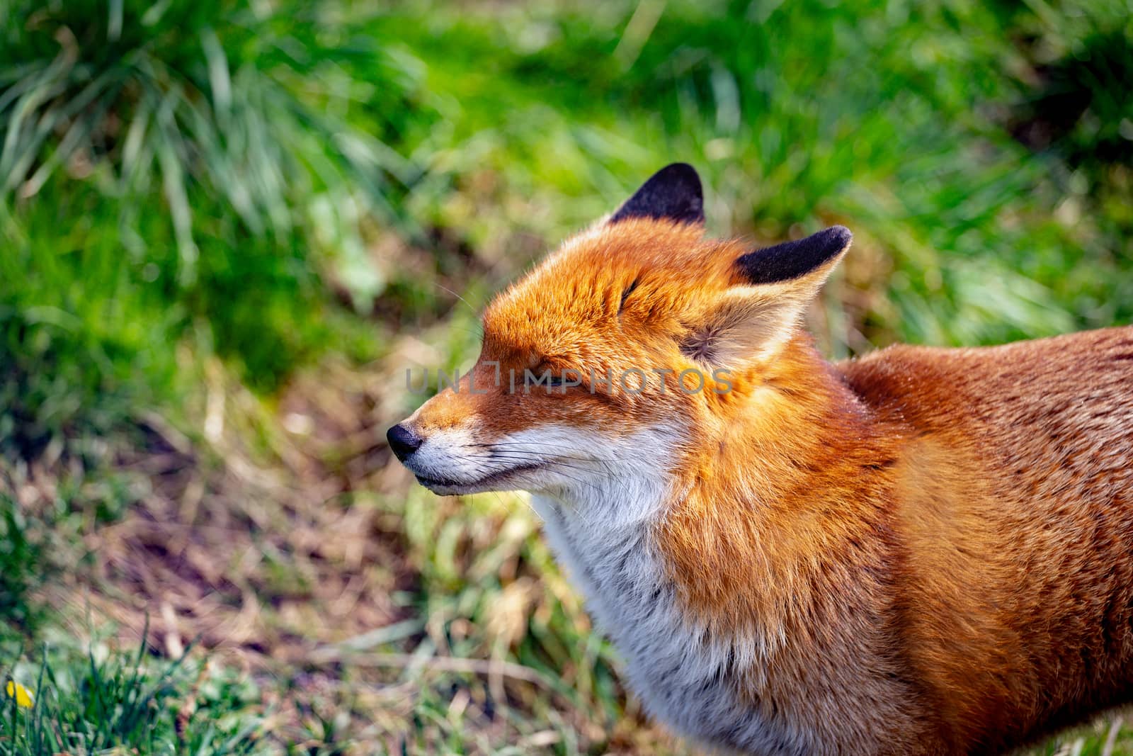 The Red Fox (Vulpes Vulpes) is the largest of the true foxes.