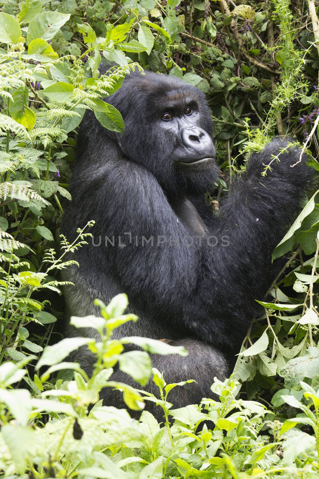 Single silverback mountain gorilla in the Virunga mountain region of Rwanda