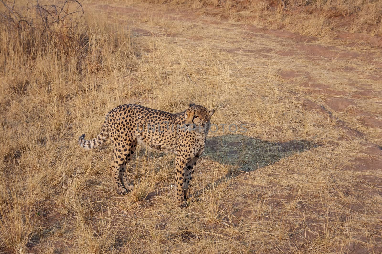 Cheetah on a nature reserve in Namibia