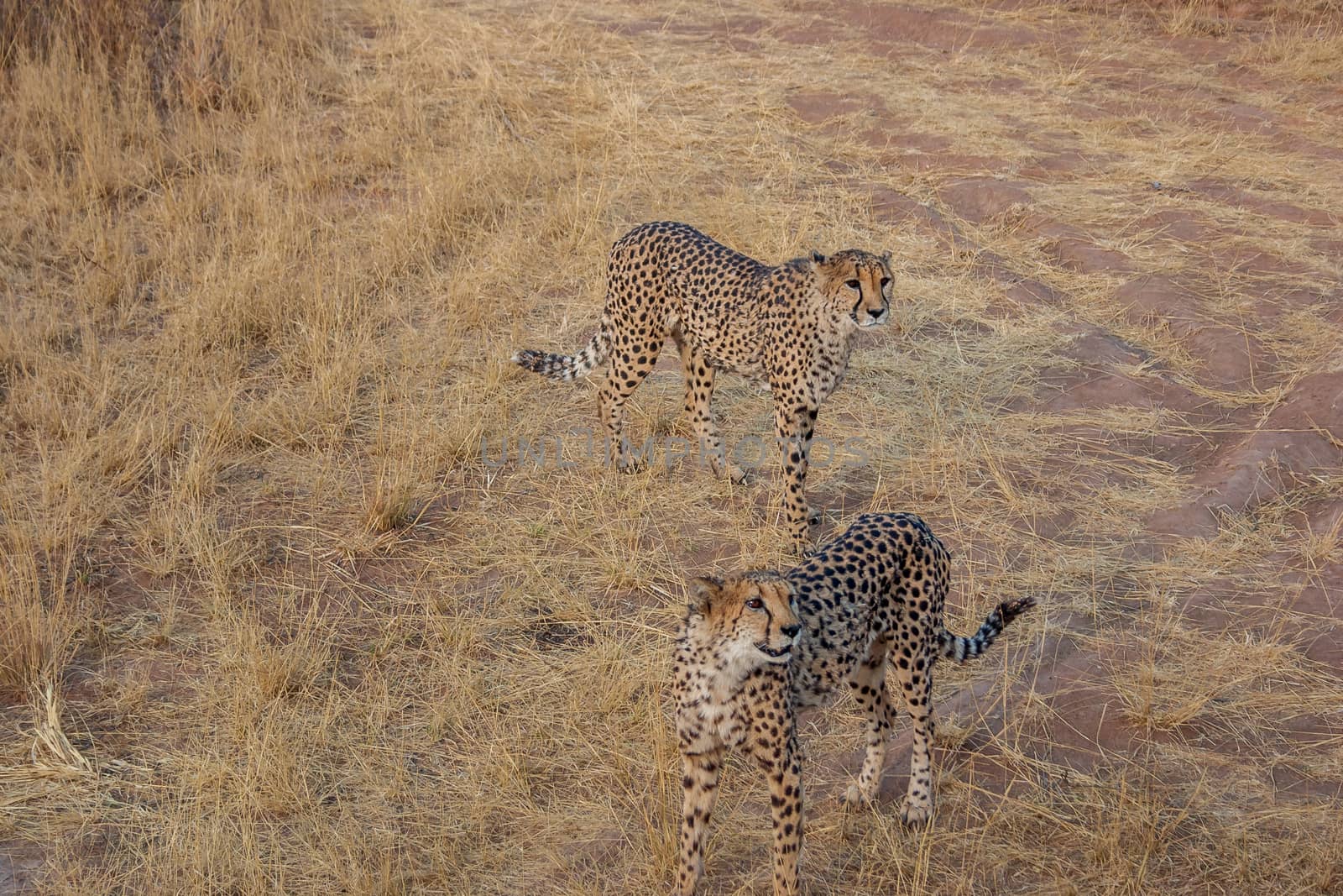 Cheetahs on a nature reserve in Namibia