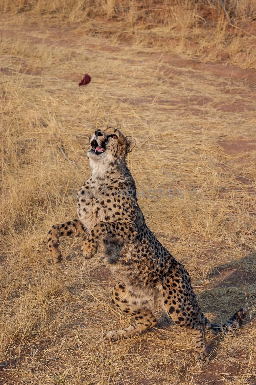 Cheetah on a nature reserve in Namibia