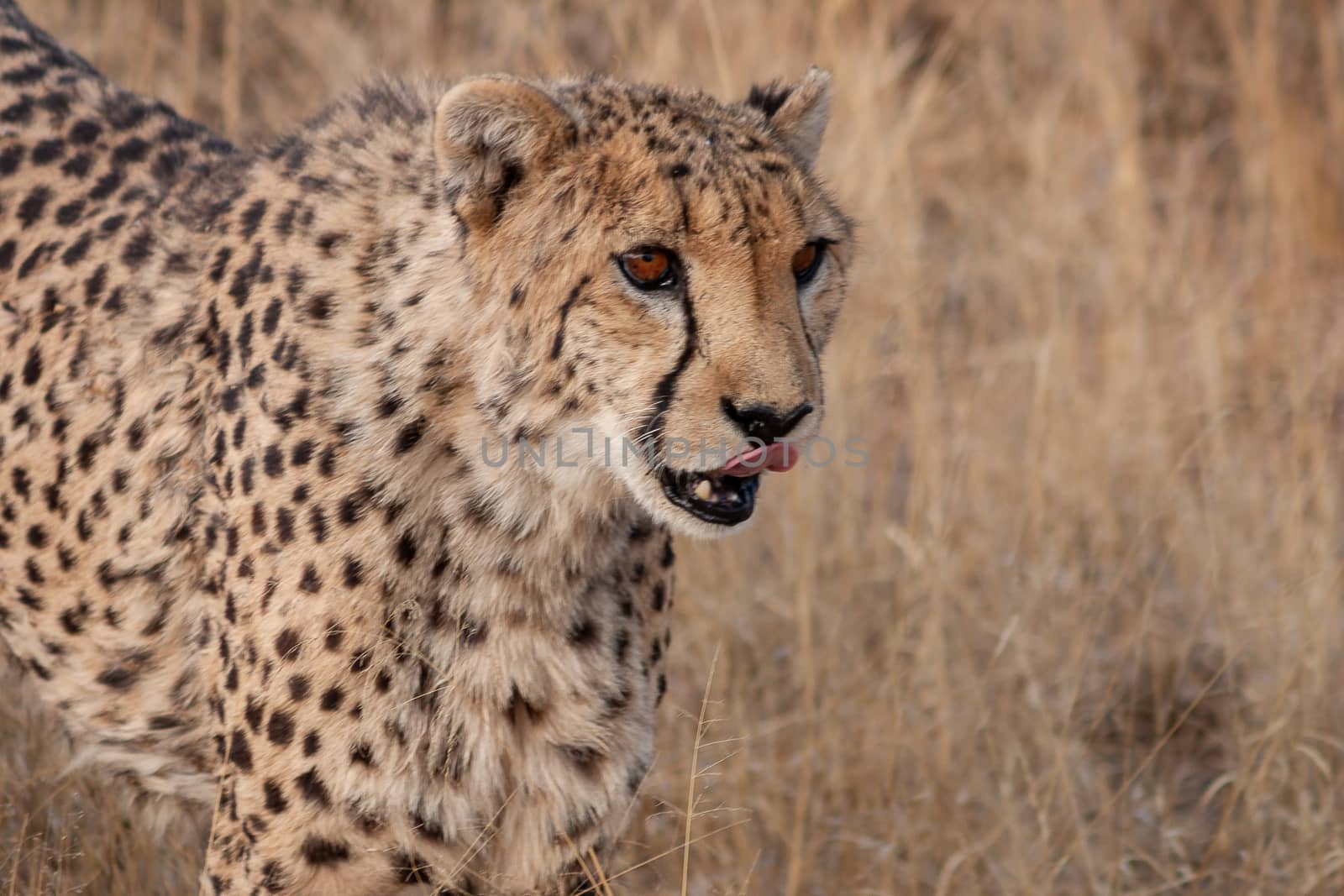 Cheetah on a nature reserve in Namibia