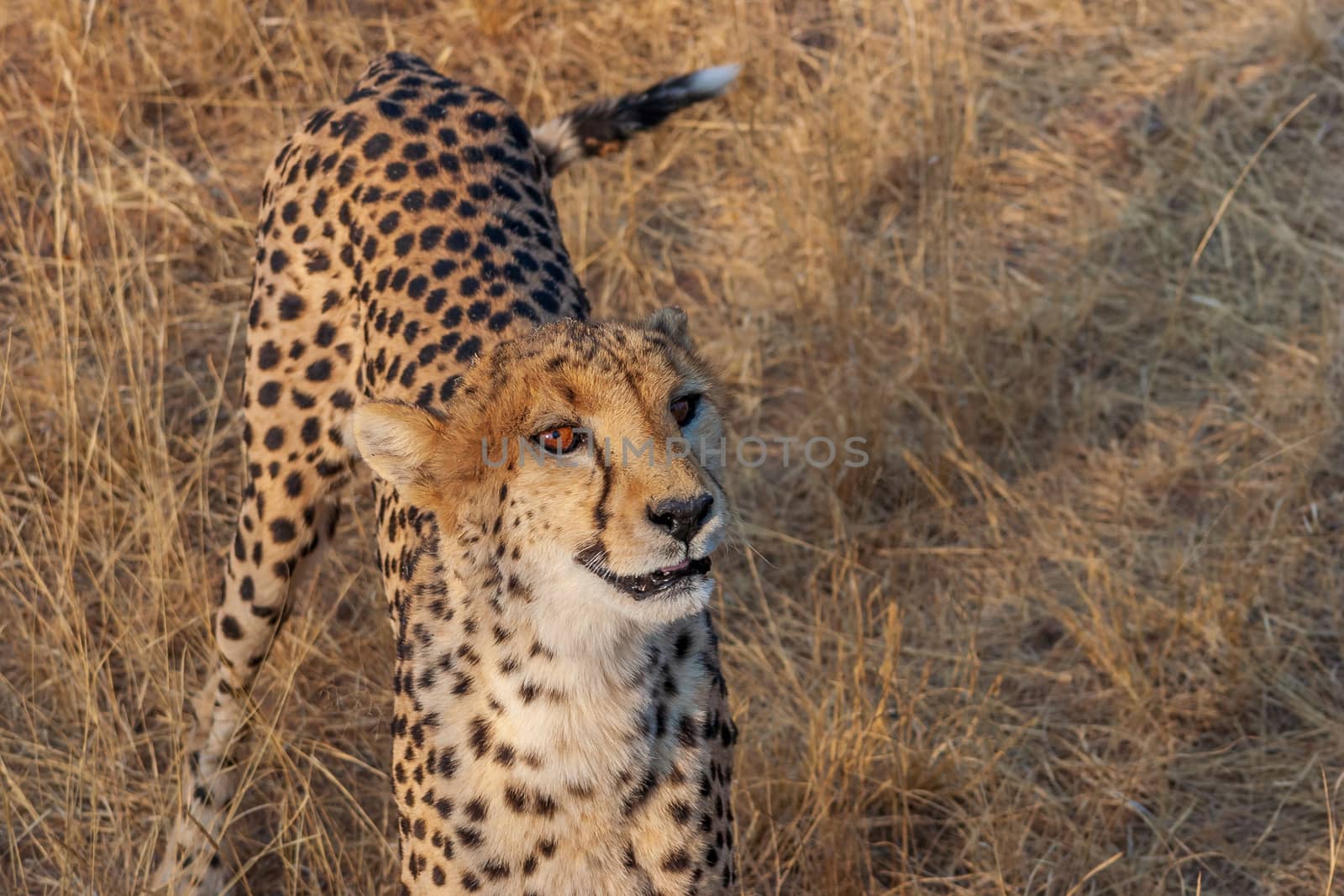 Cheetah on a nature reserve in Namibia